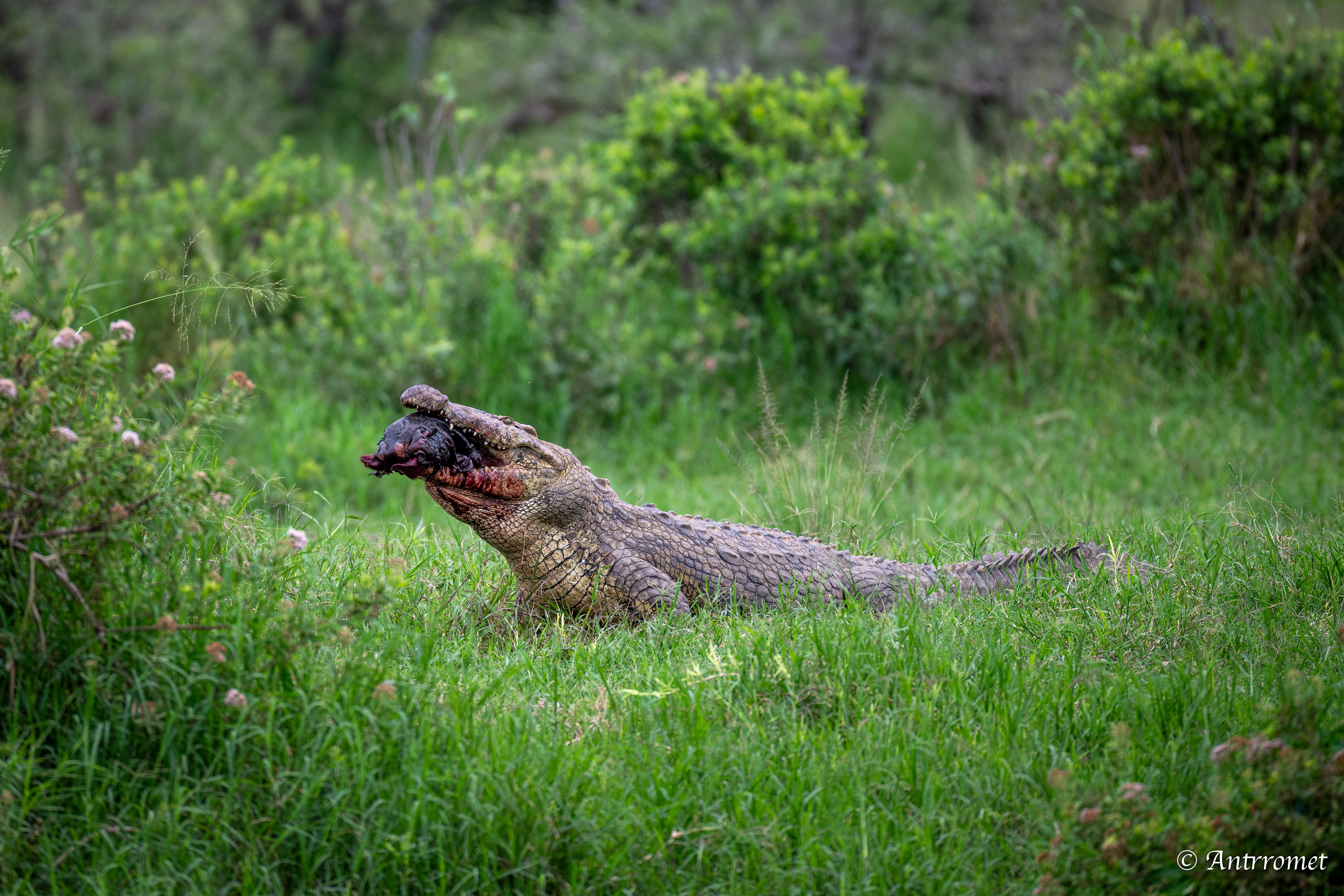 Nile Crocodile devouring a warthog