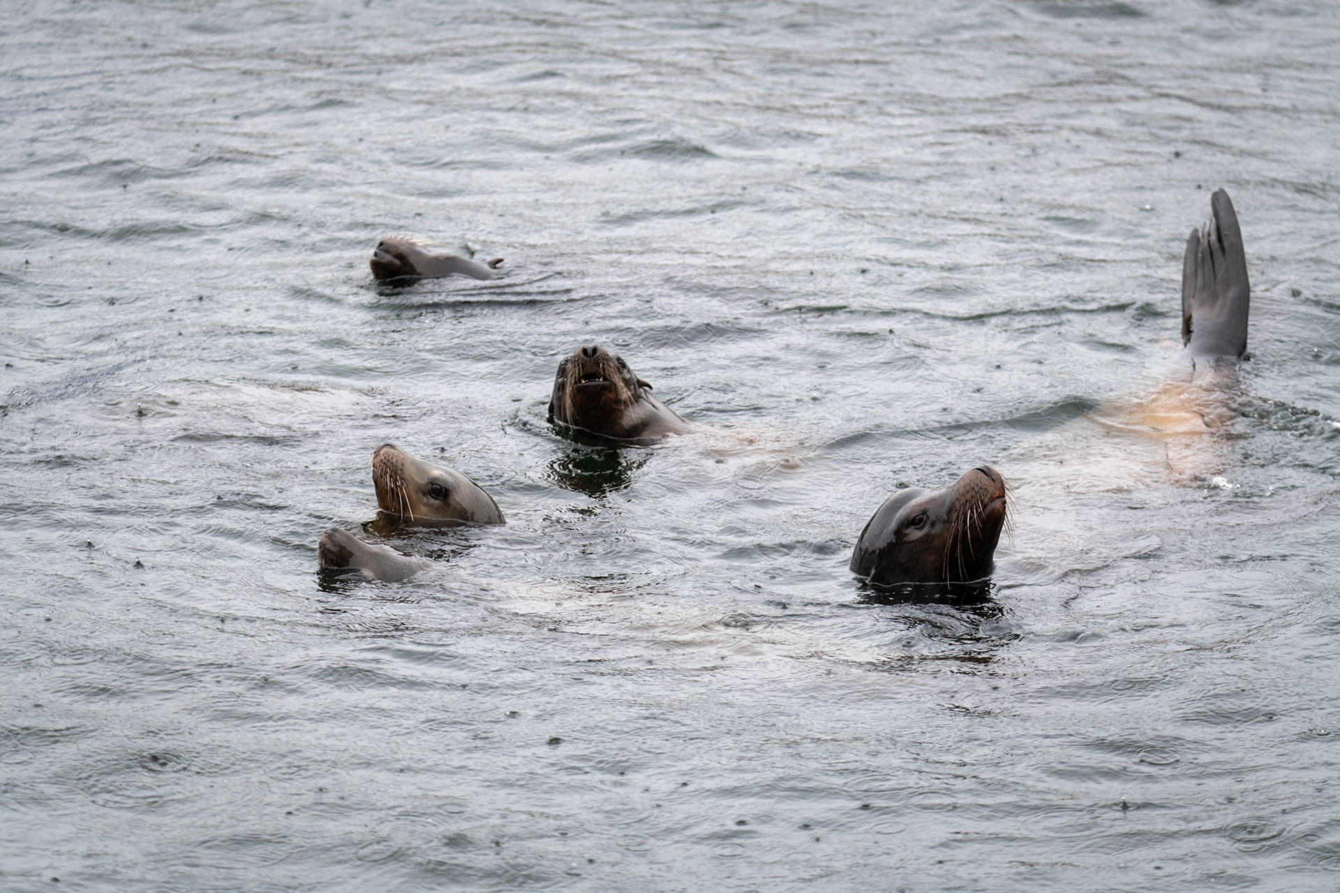 Seals at Ucluelet