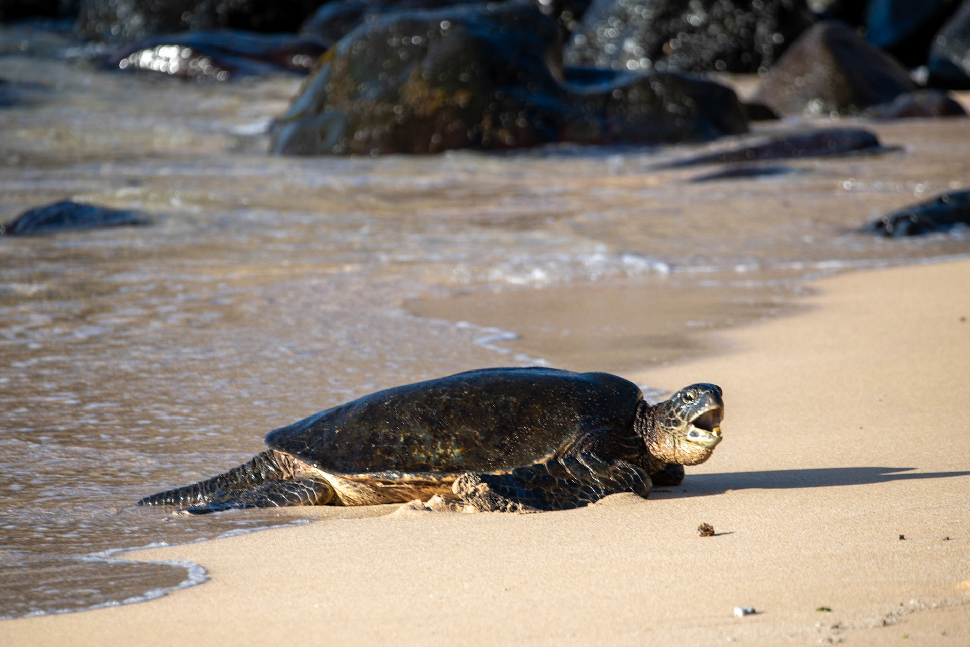 Honu at Ho'okipa Beach Park