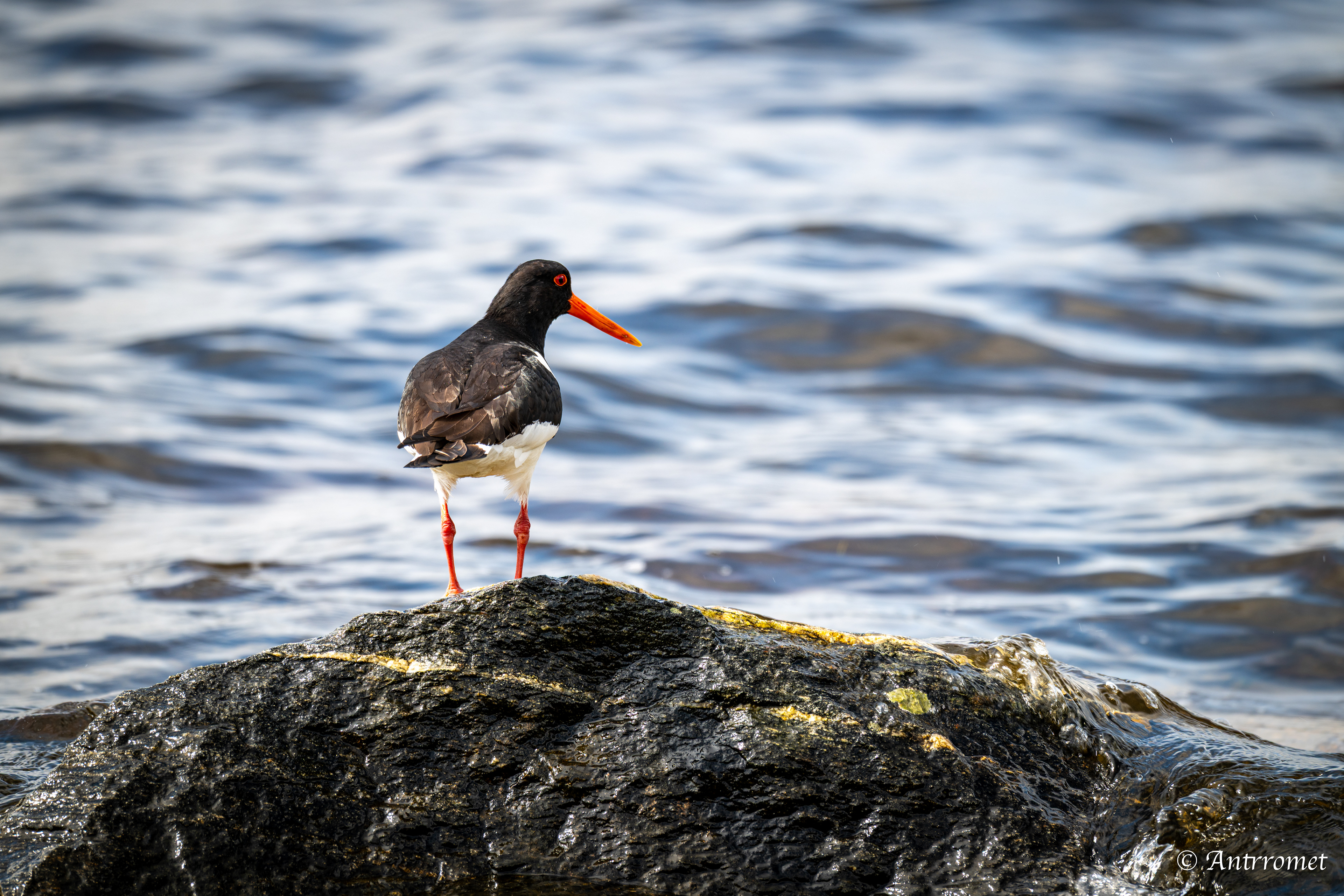 Oyster catcher at Fisherman's hut