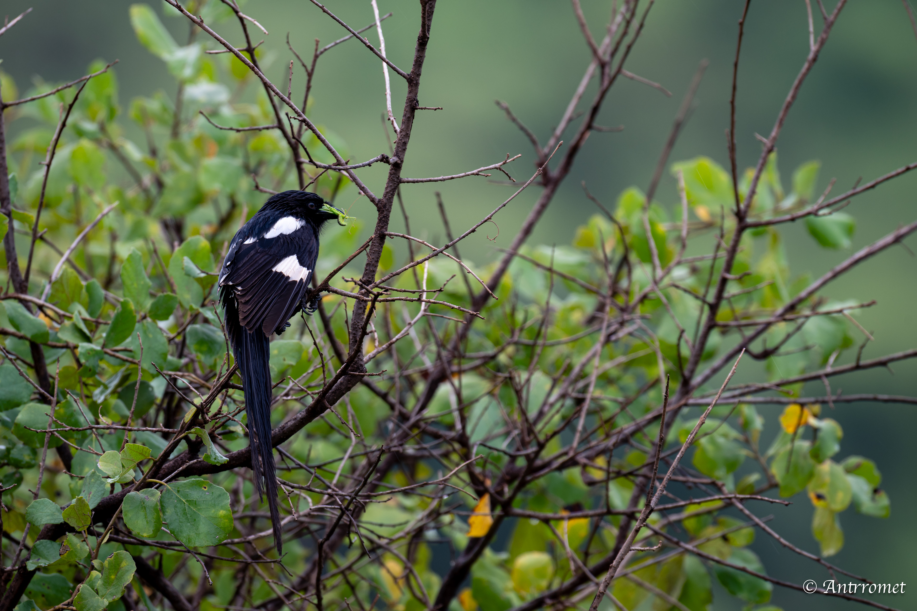 Long-tailed Fiscal eating a grashopper