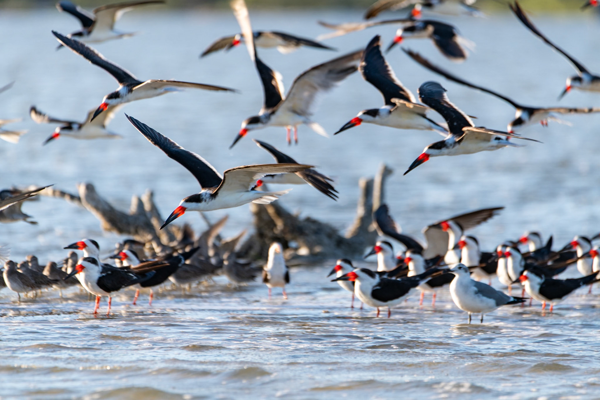 Black Skimmers at Rio Lagartos Lagoon