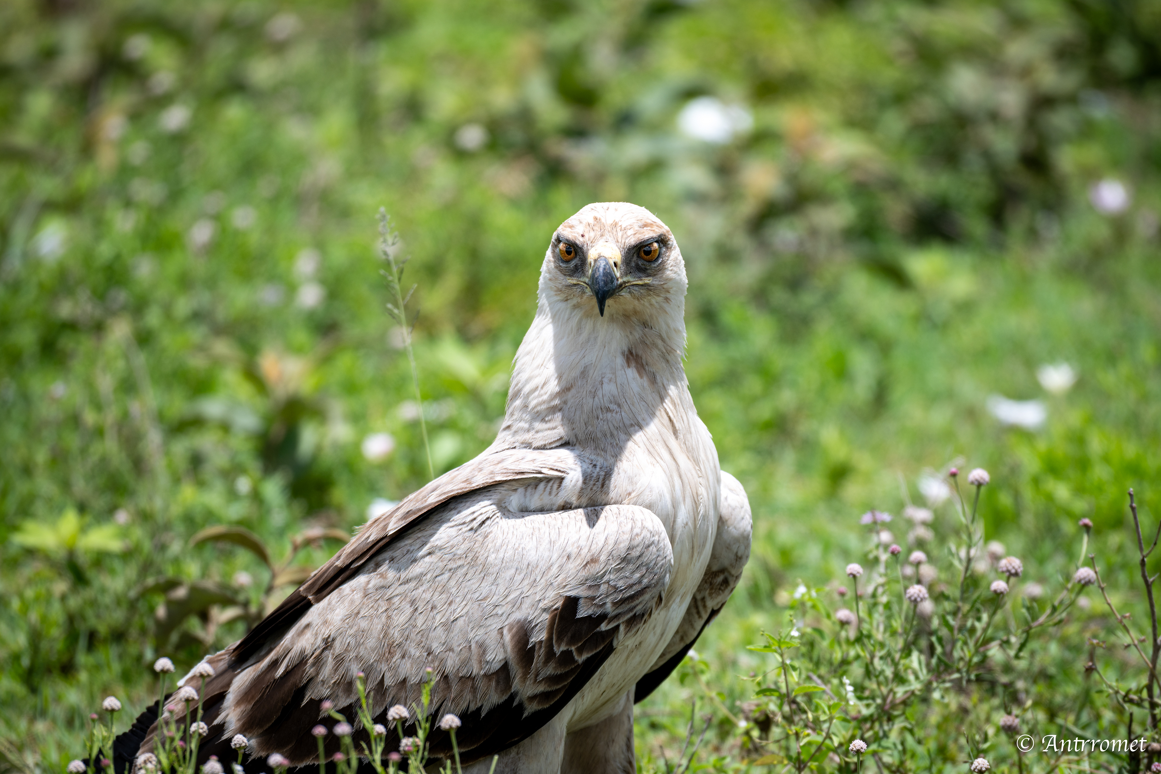 Tawny Eagle