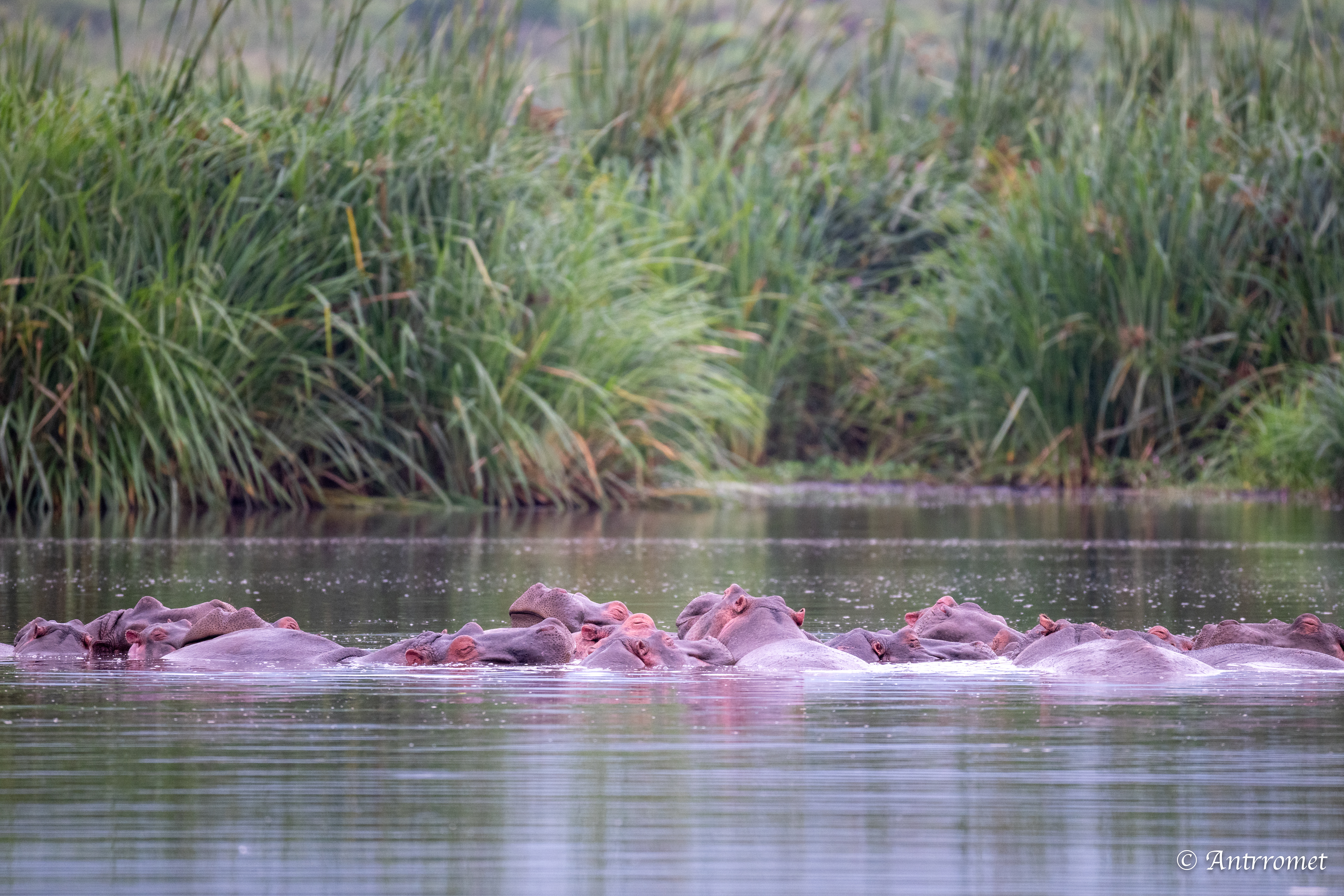 Hippopotamuses