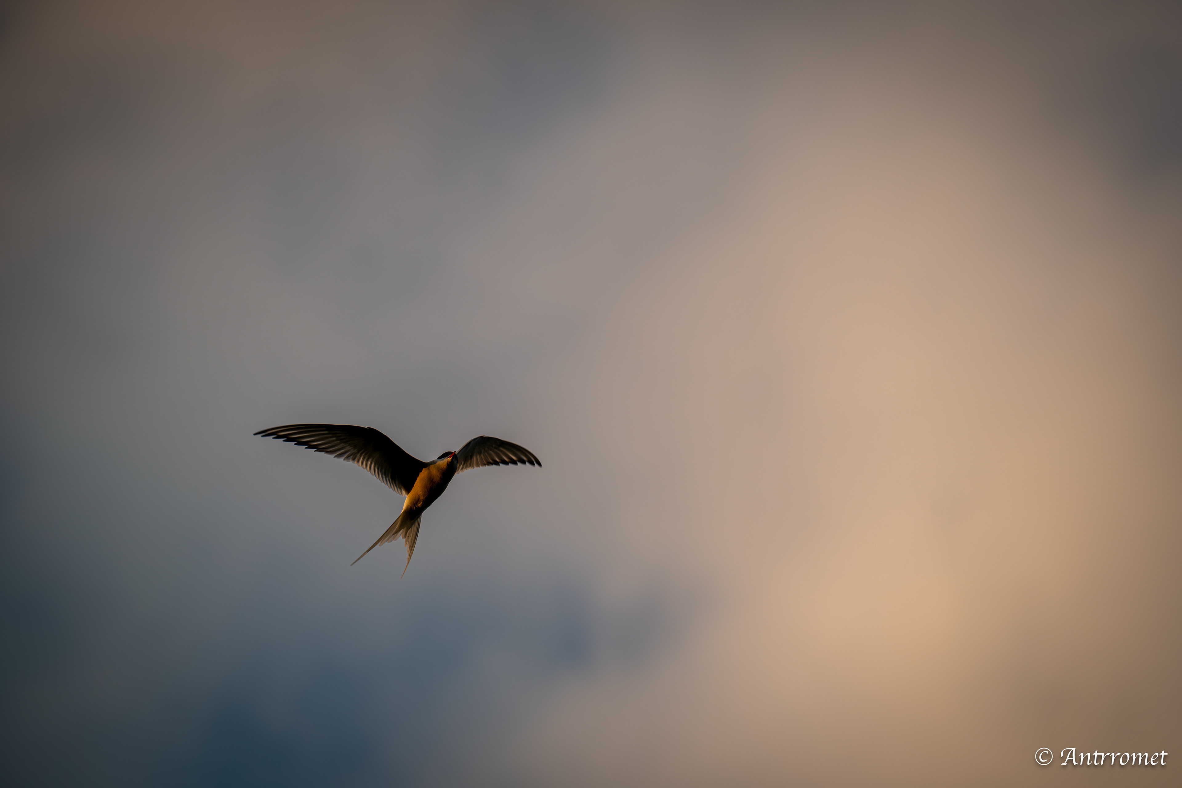 Arctic tern somewhere near Åse on a tour with Arctic North Adventures