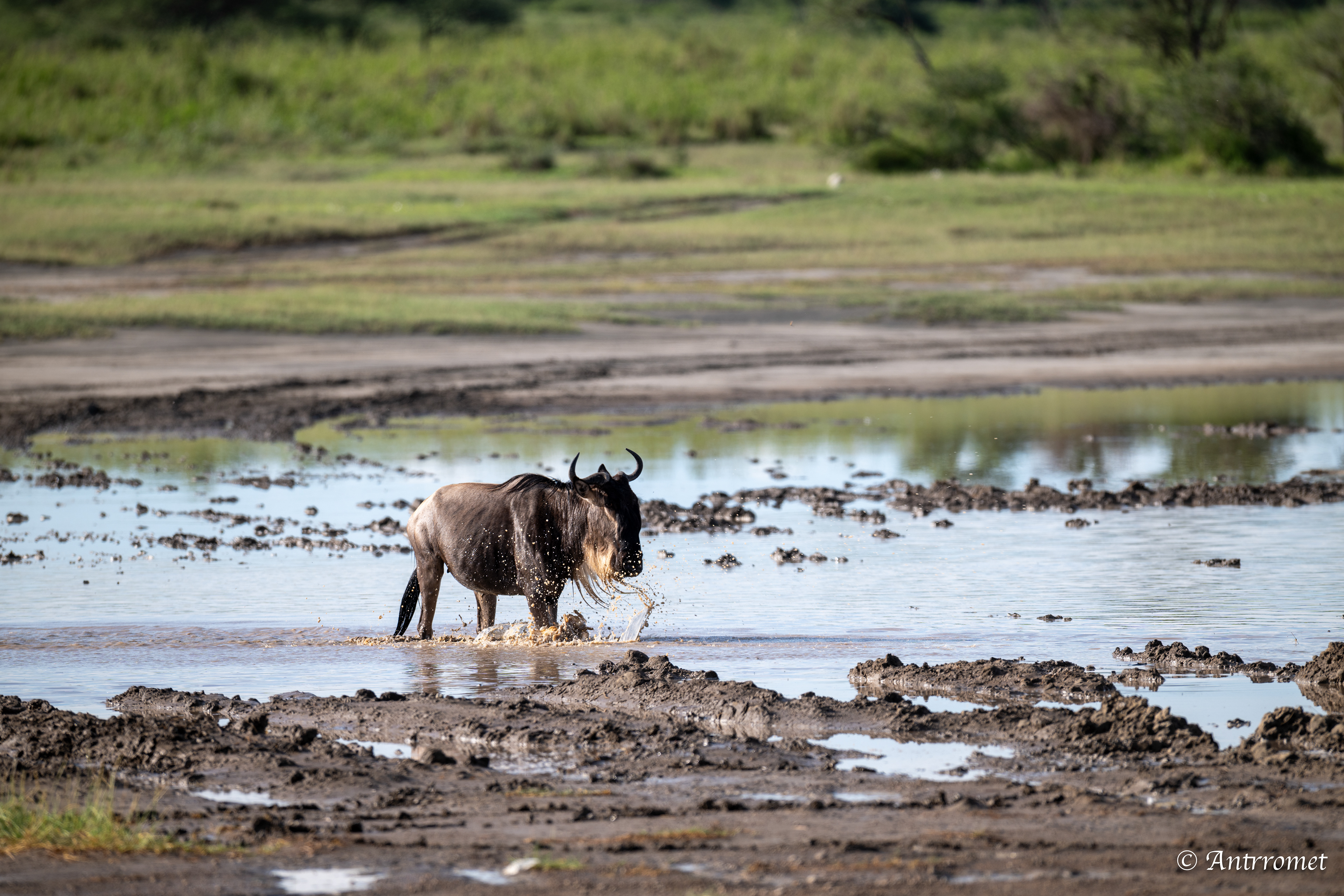 Wildebeest river crossing