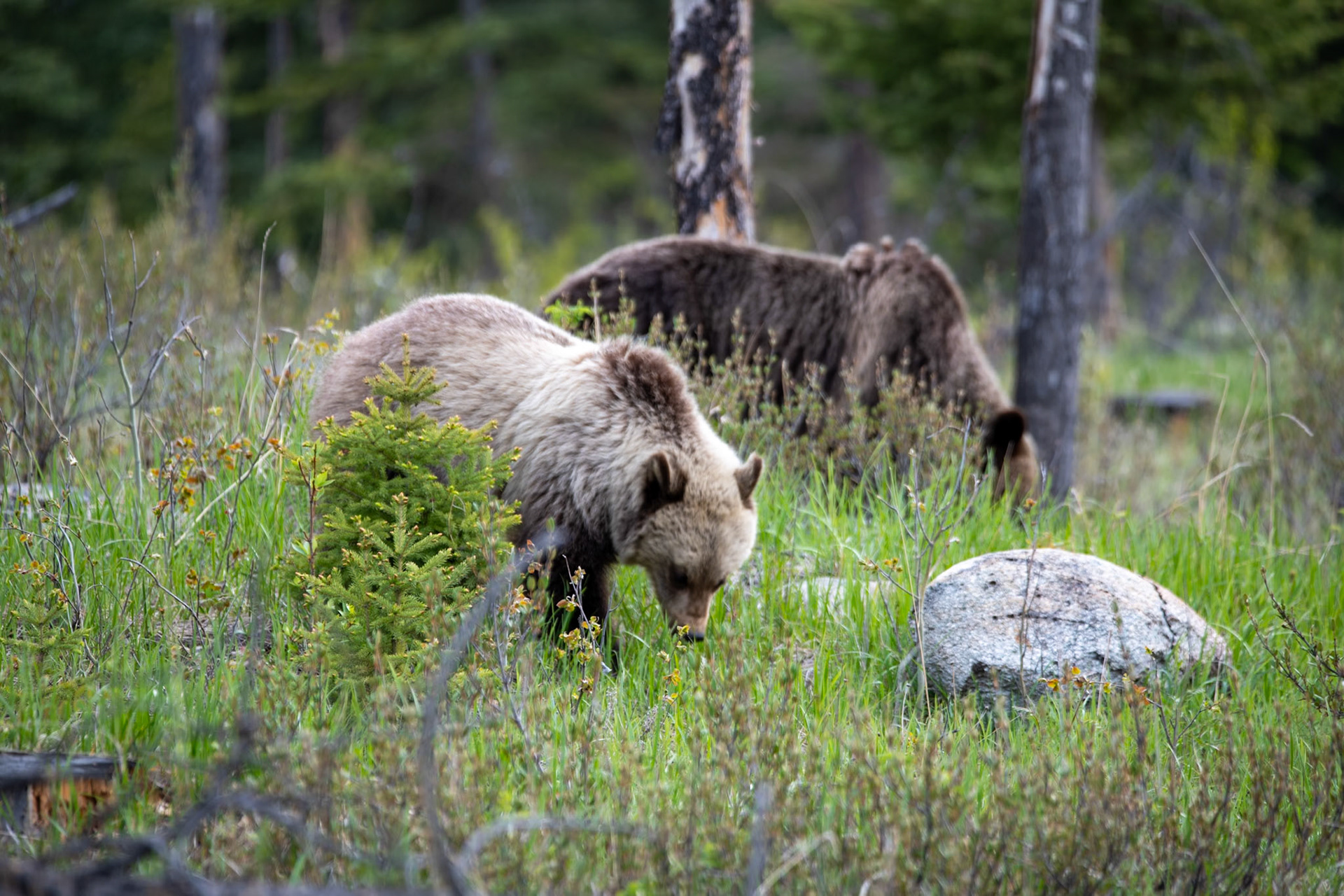 Grizzly bear with its cub