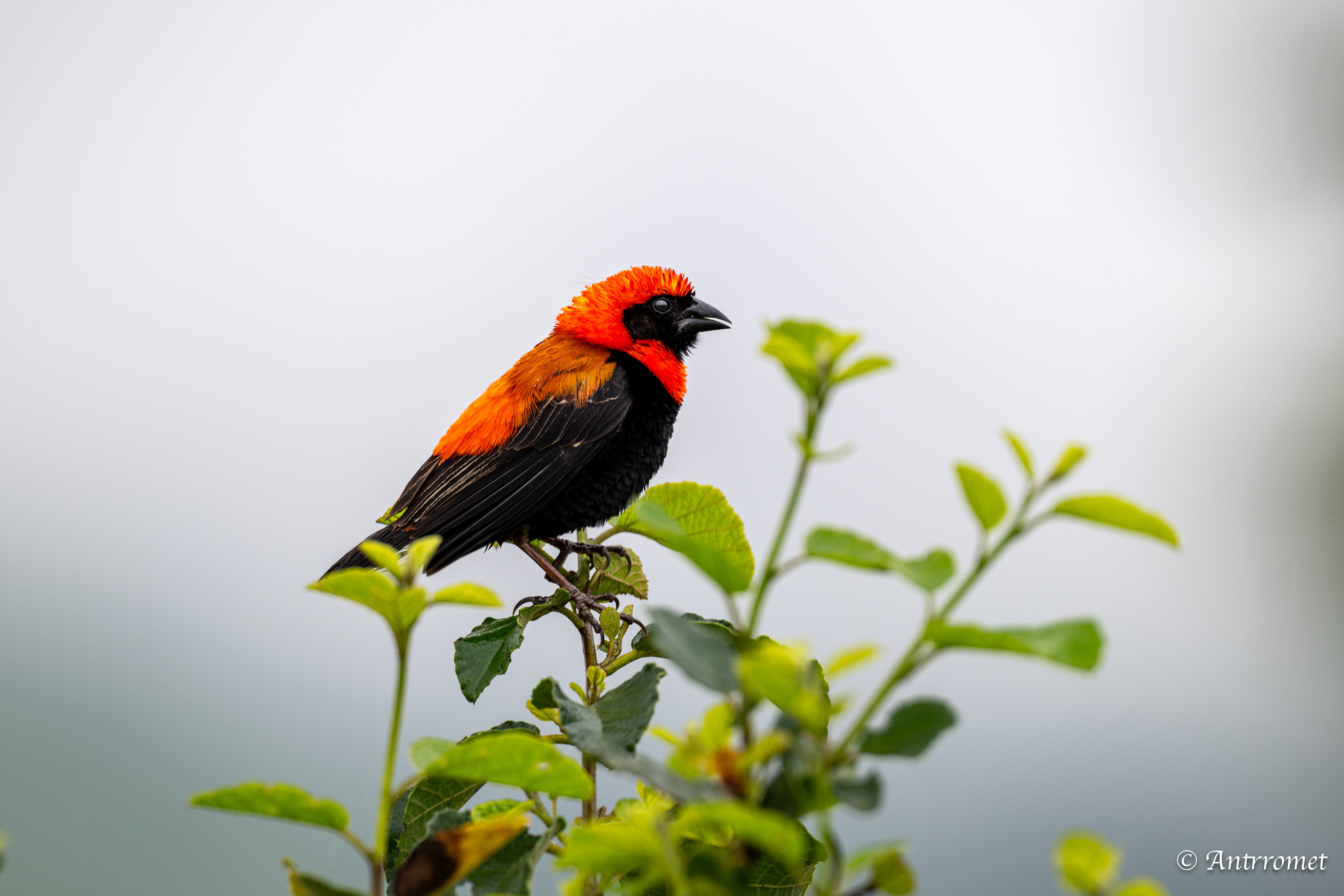 Southern Red Bishop