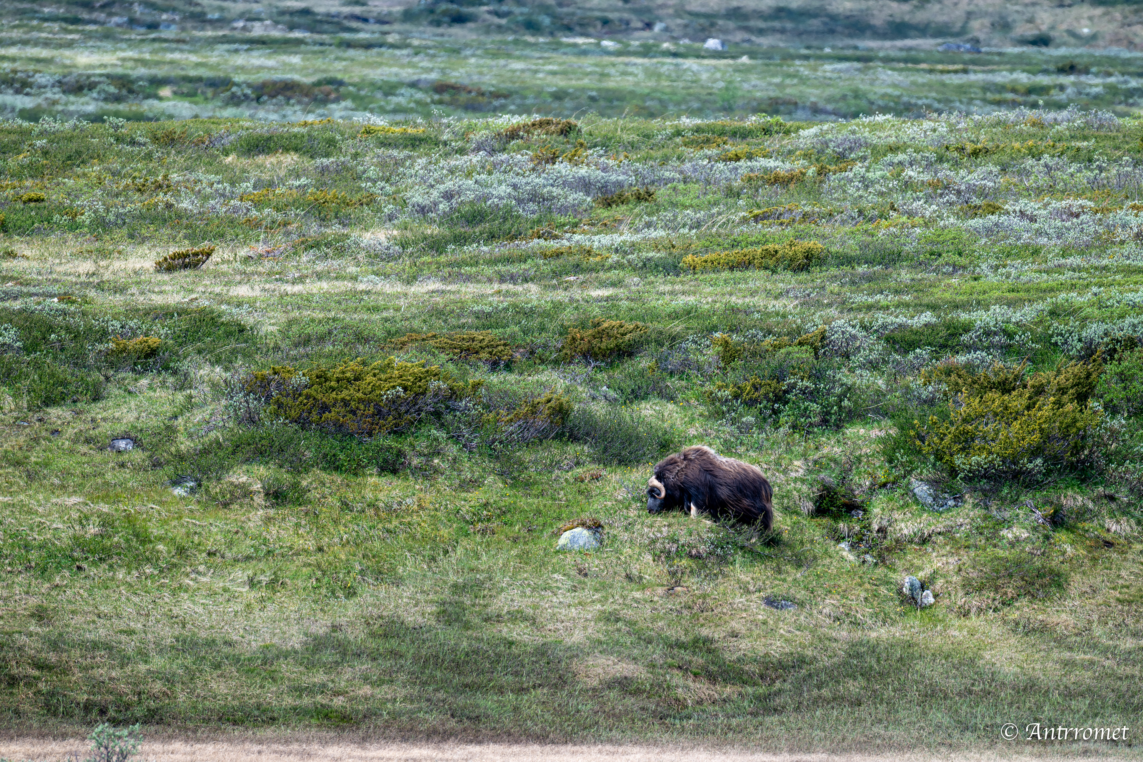 Musk Ox, Dovrefjell National Park