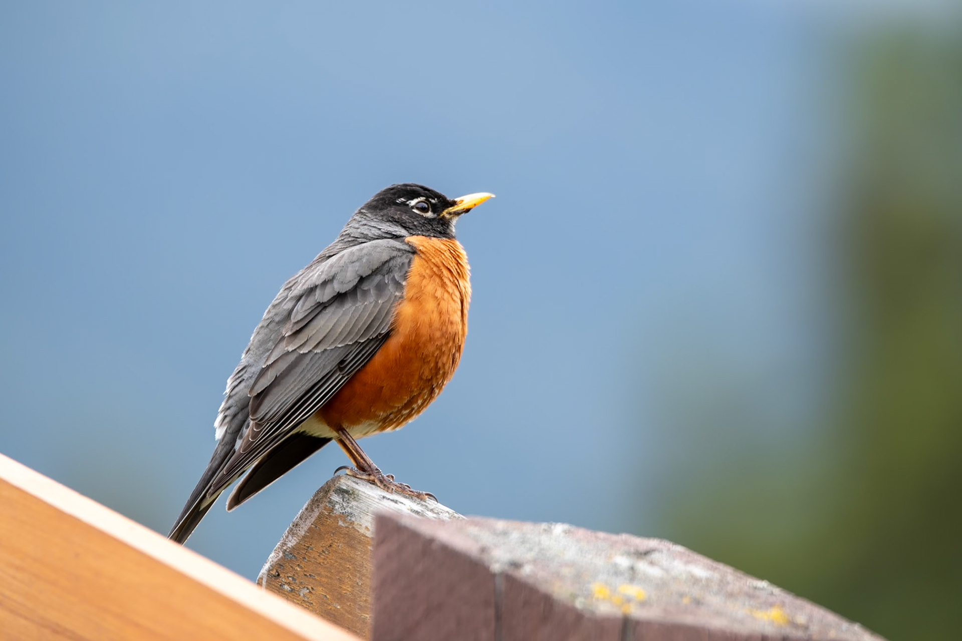 American Robin