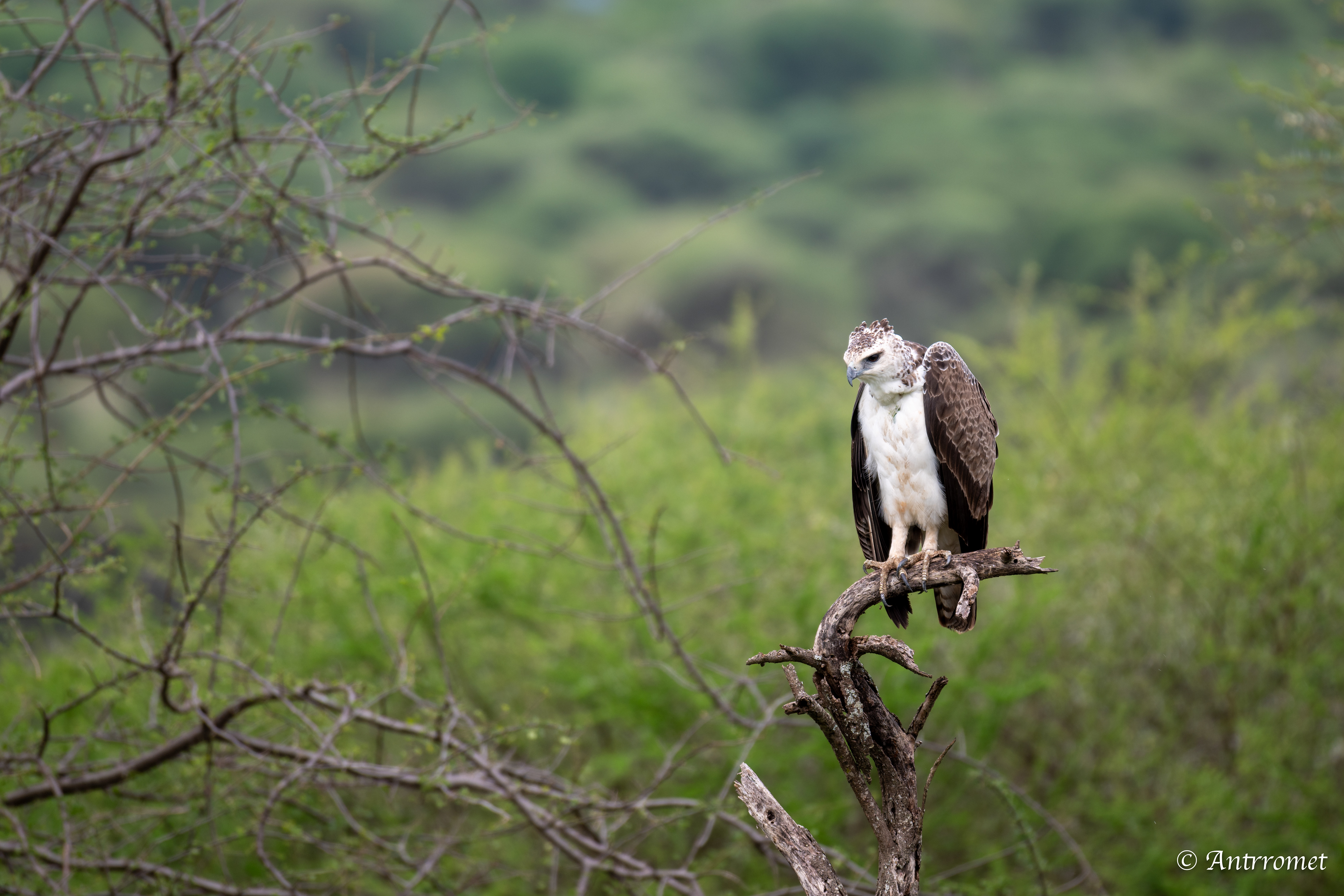 Martial Eagle