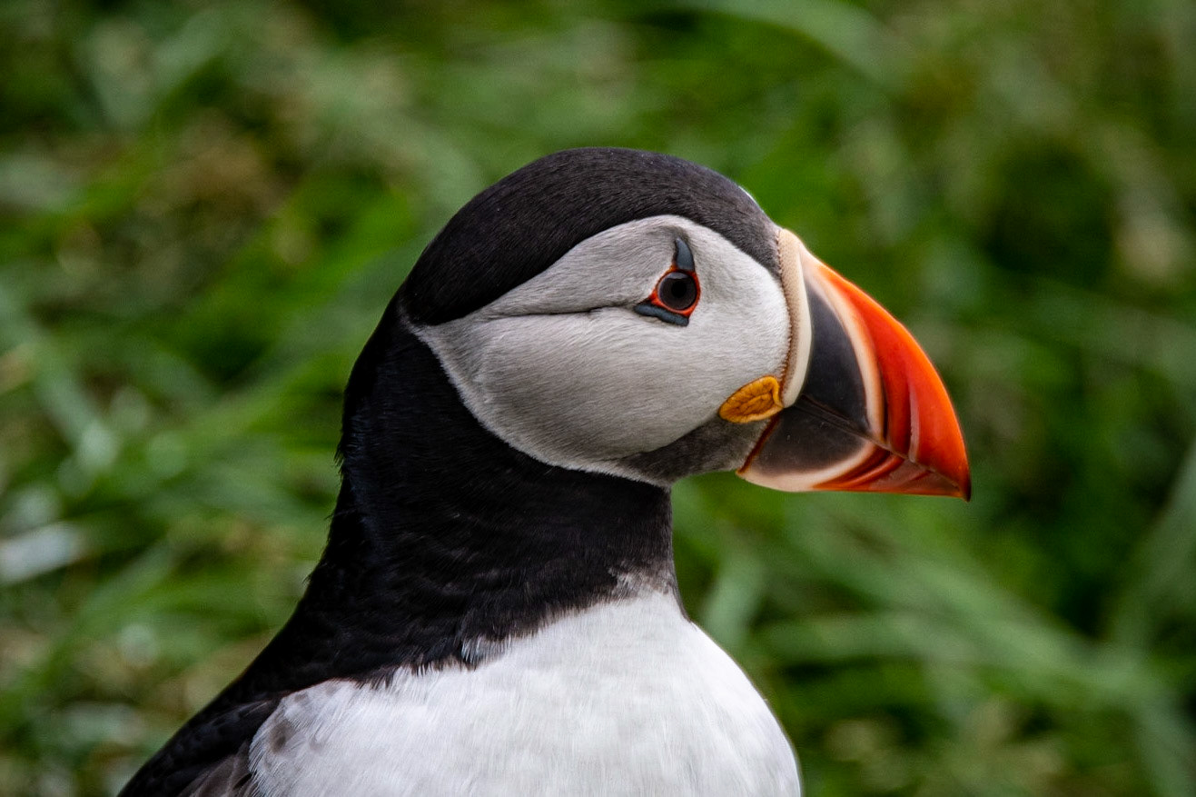 Atlantic puffin