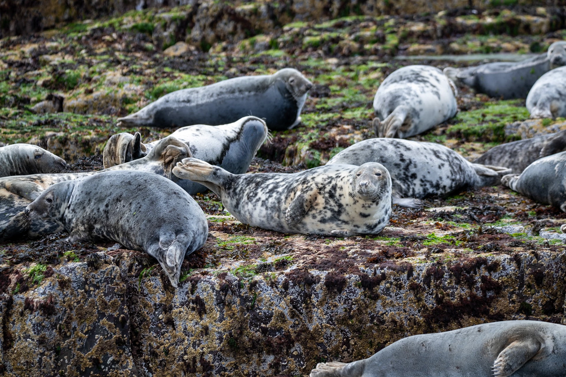 Atlantic grey seals, Farne Islands