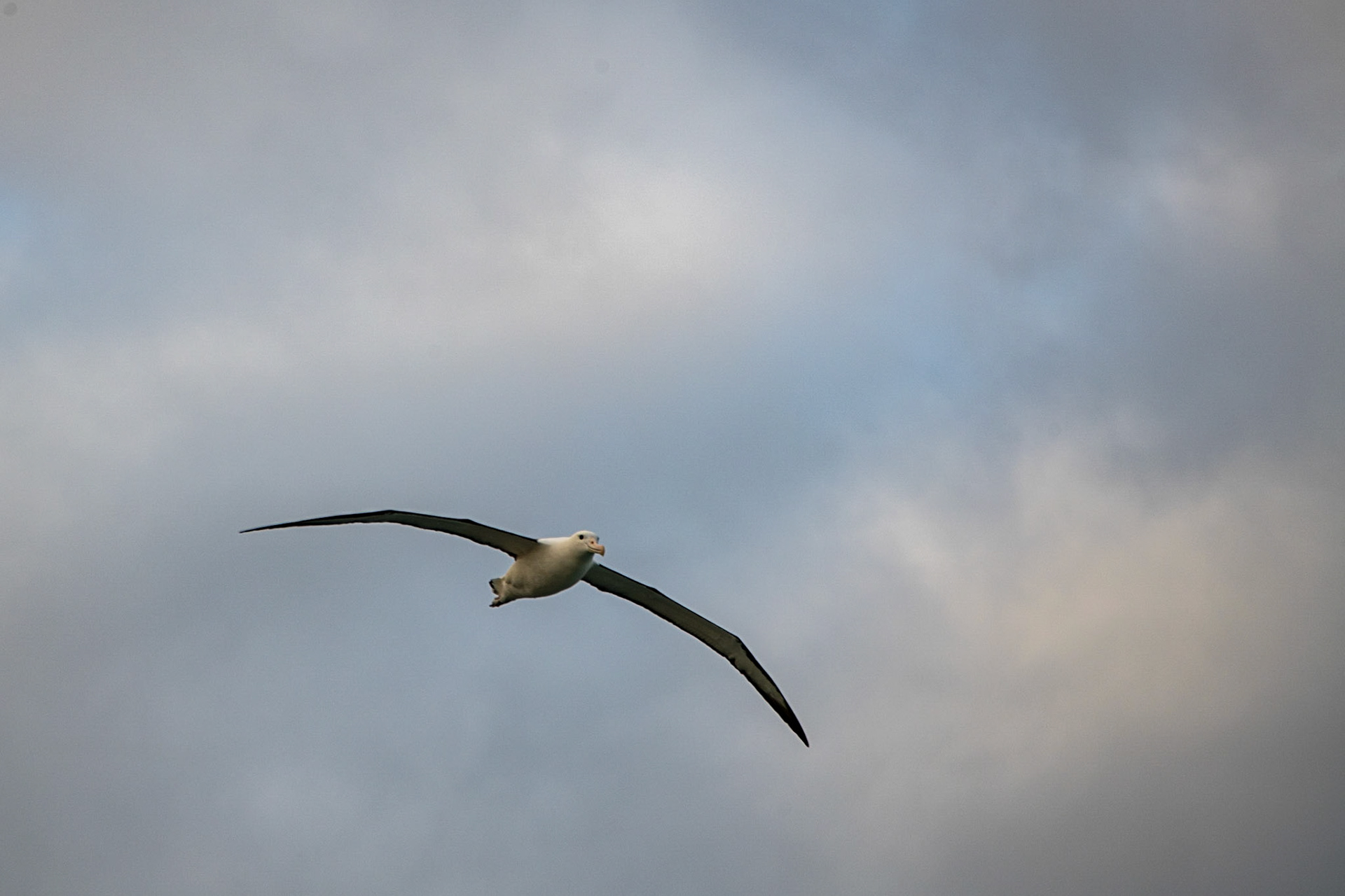 Northern Royal Albatross, Royal Albatross Centre