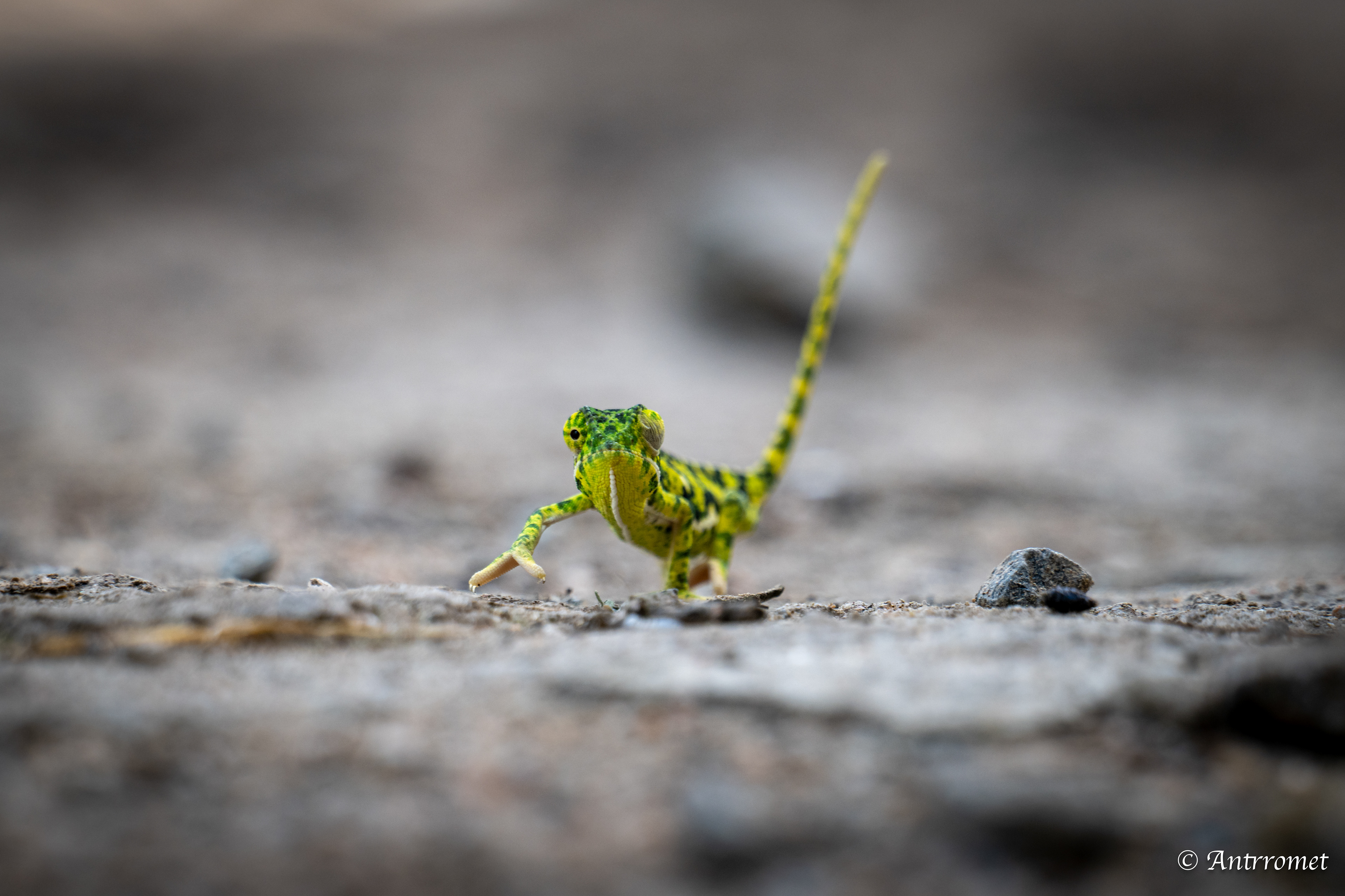 Flap-necked Chameleon
