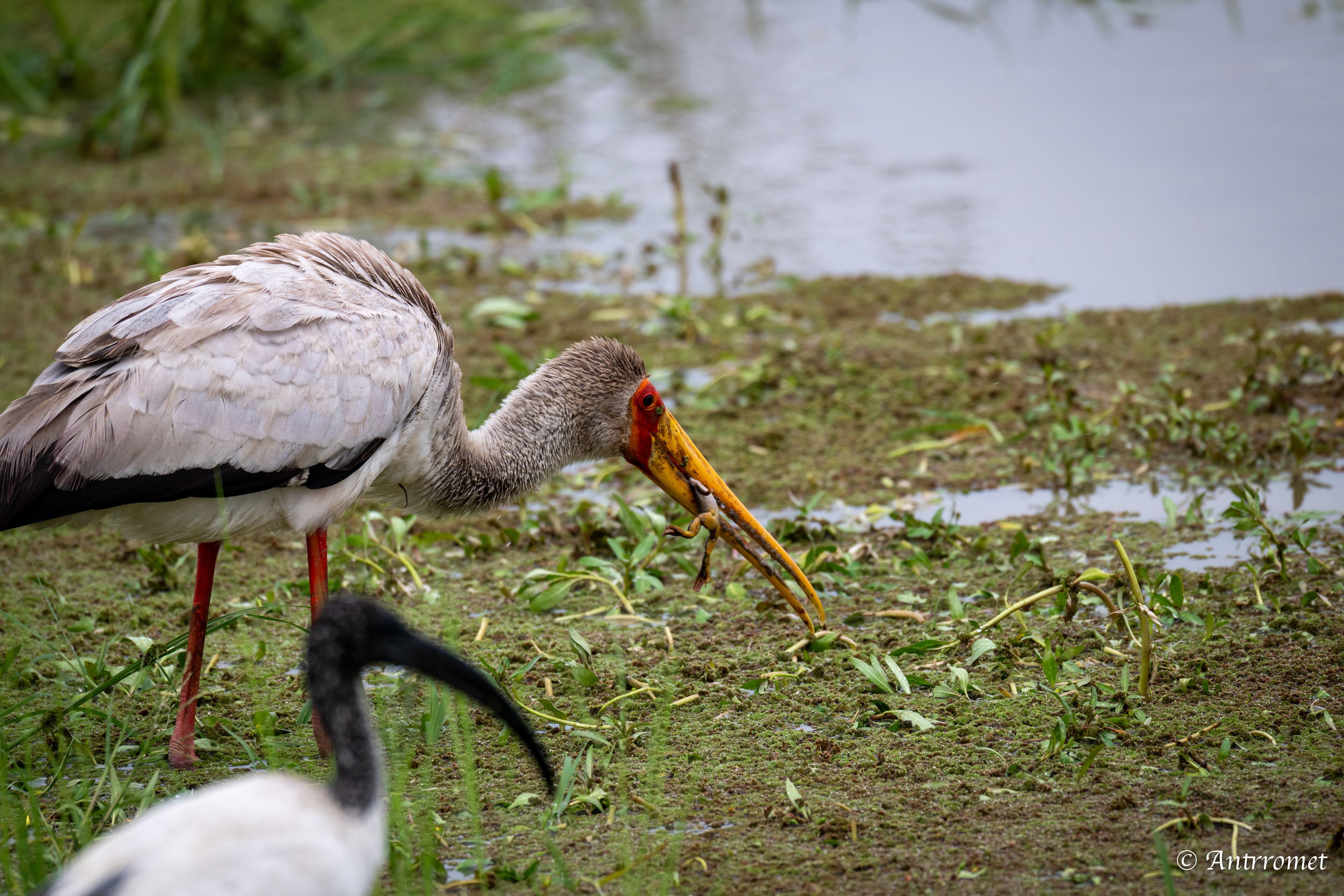 Yellow-billed Stork