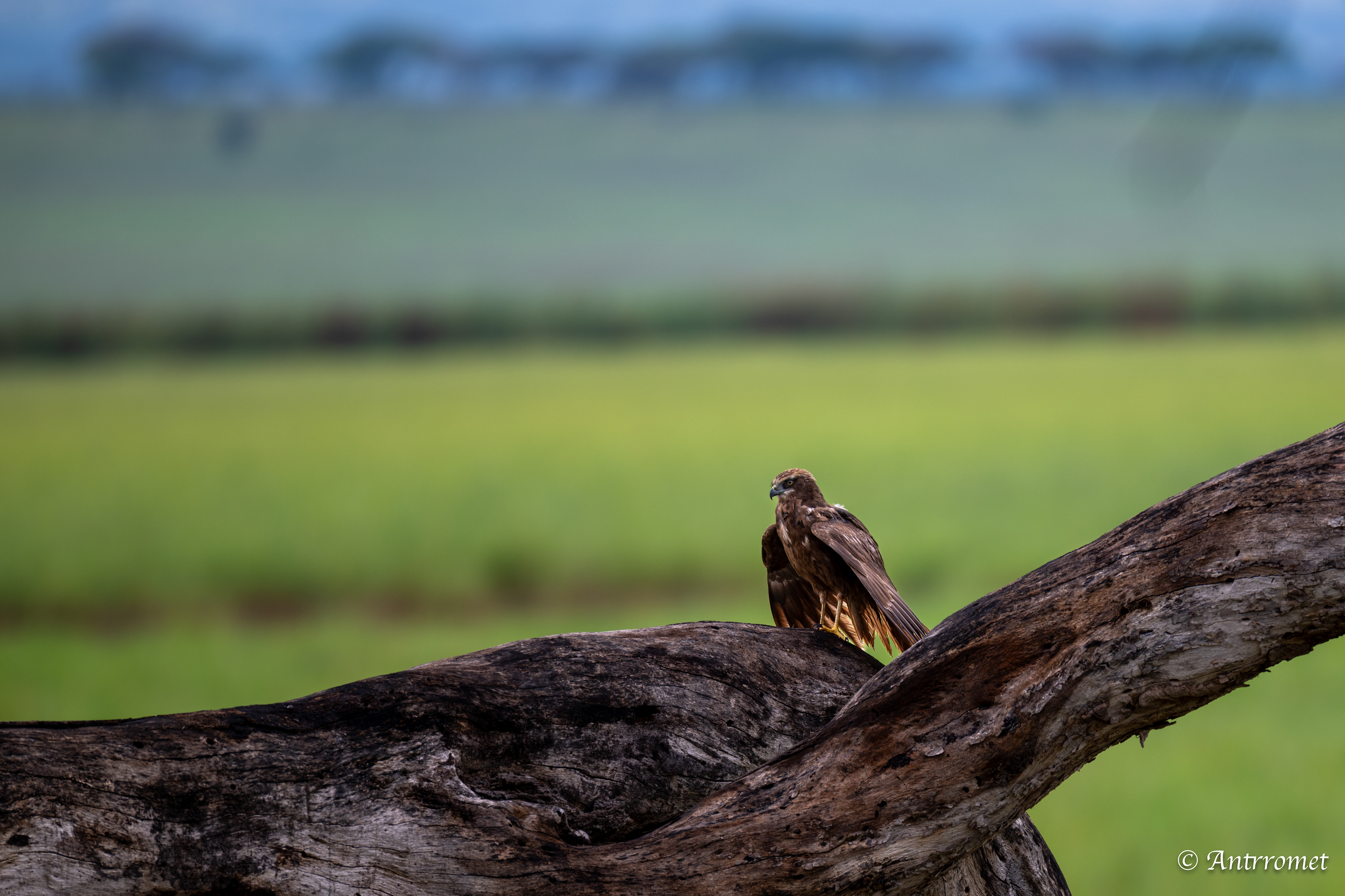 Yellow-billed Kite