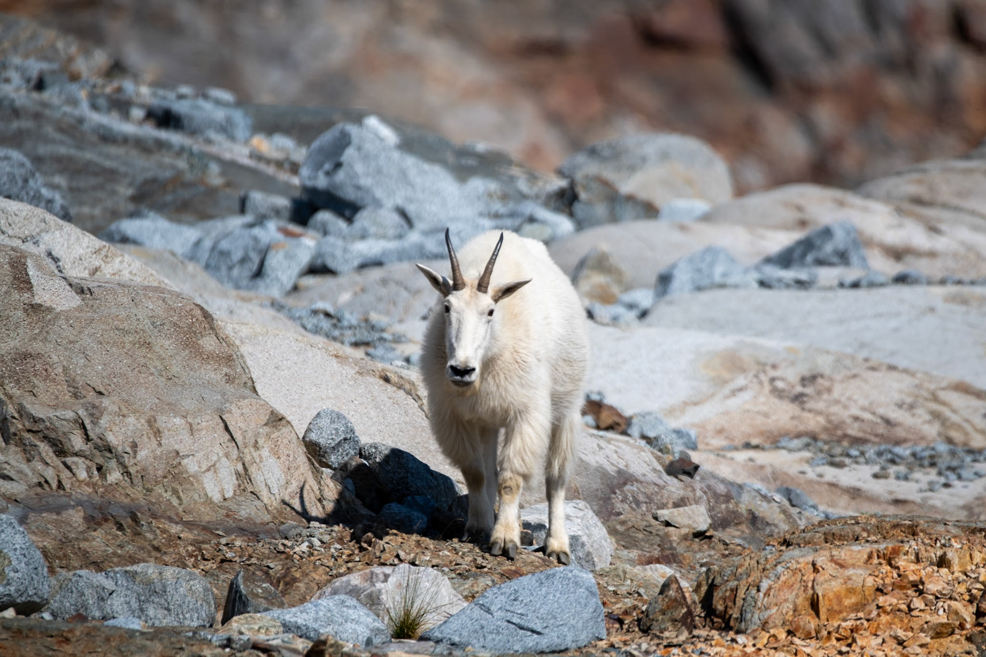 Mountain goat