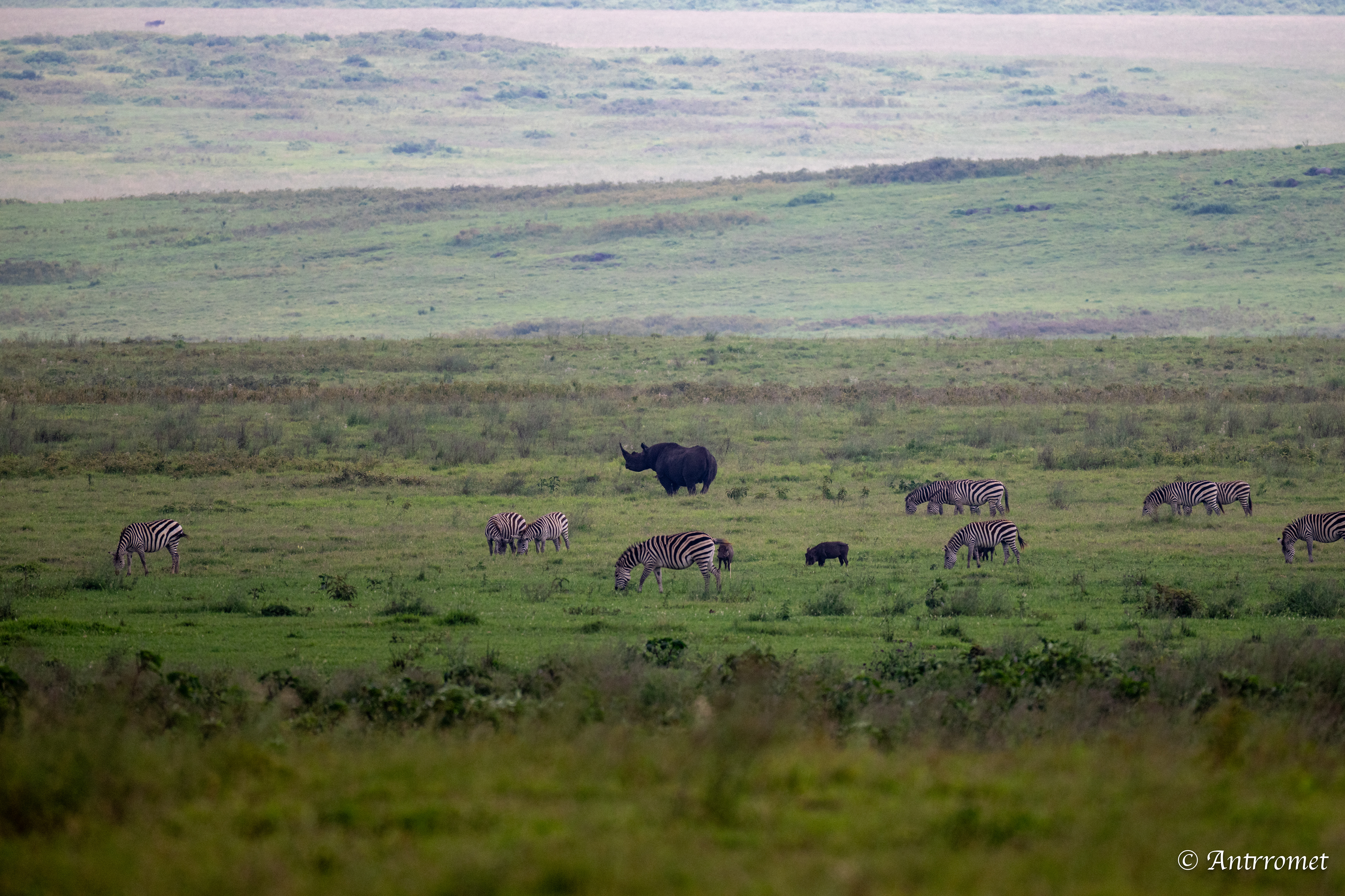Black Rhinoceros with zebras