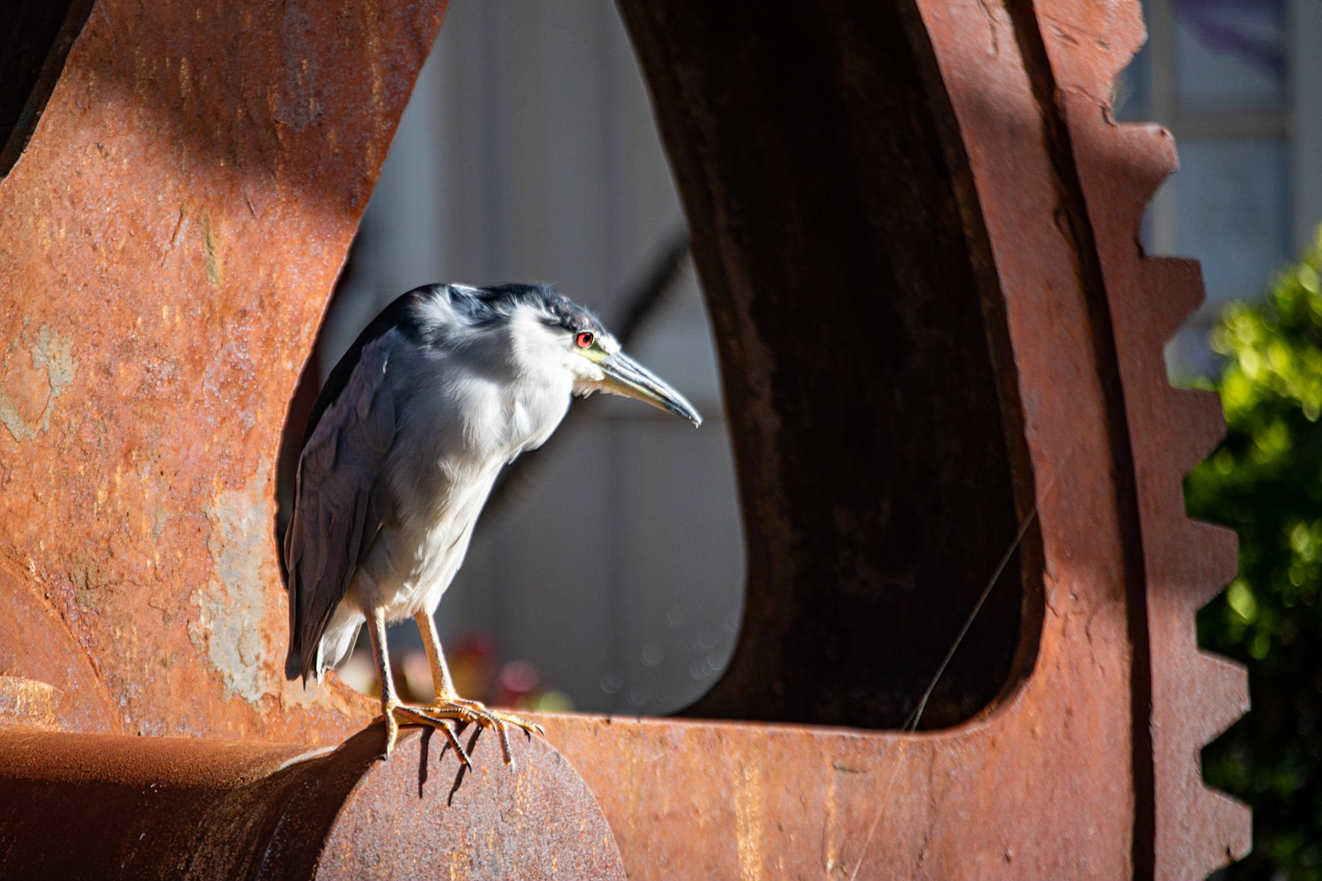 Black-crowned night heron at Cafe O'Lei at the Mill House