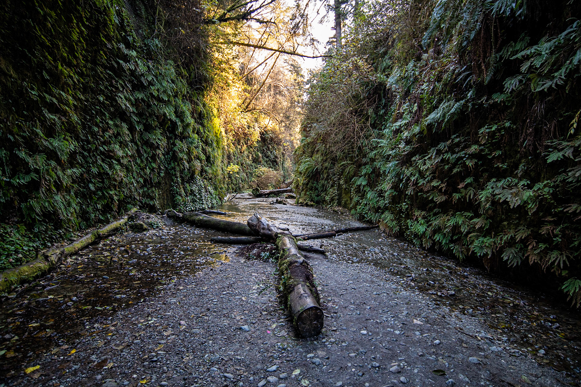Fern Canyon