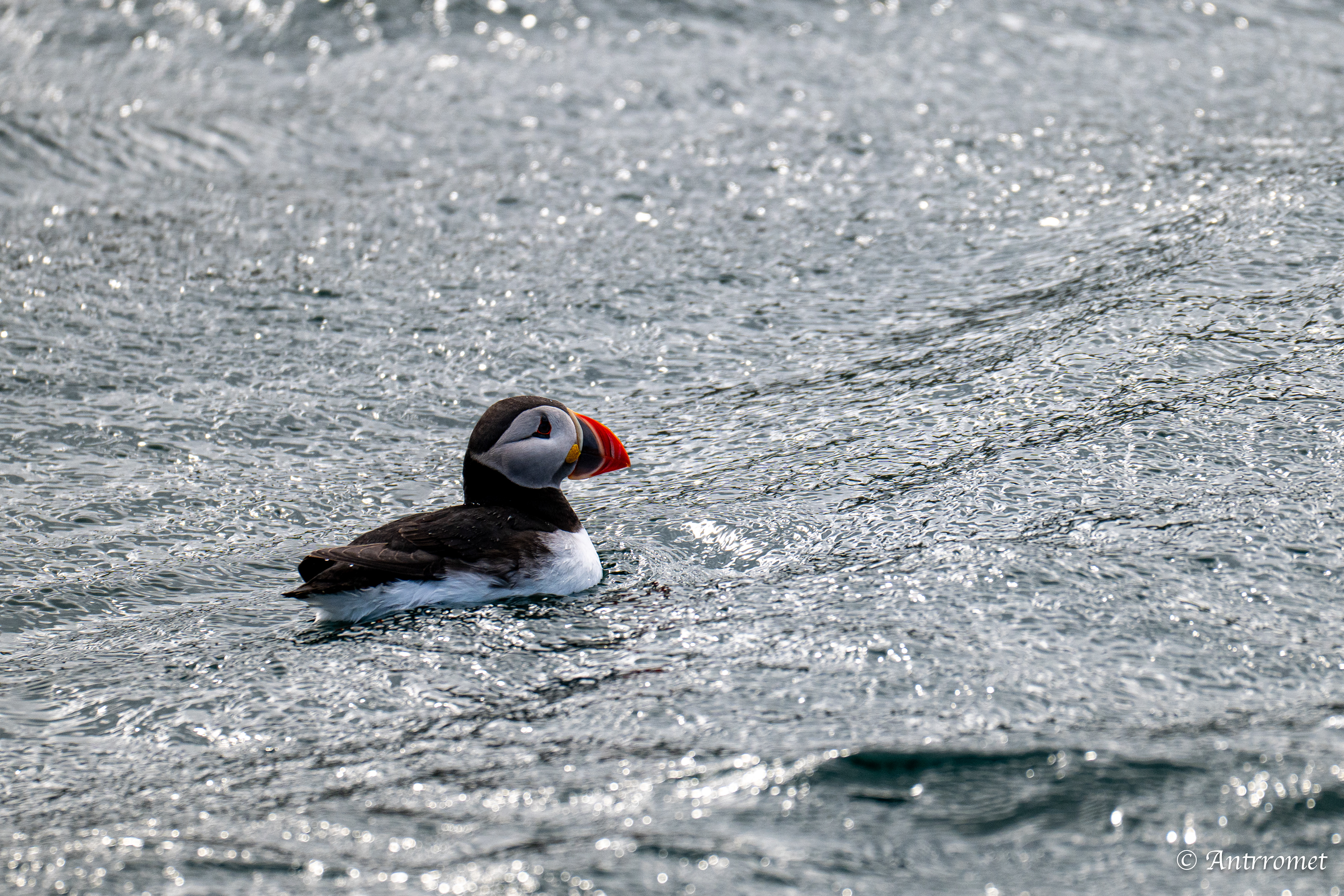 Puffins at Puffin Safari AS, Bleik, Vesteralen