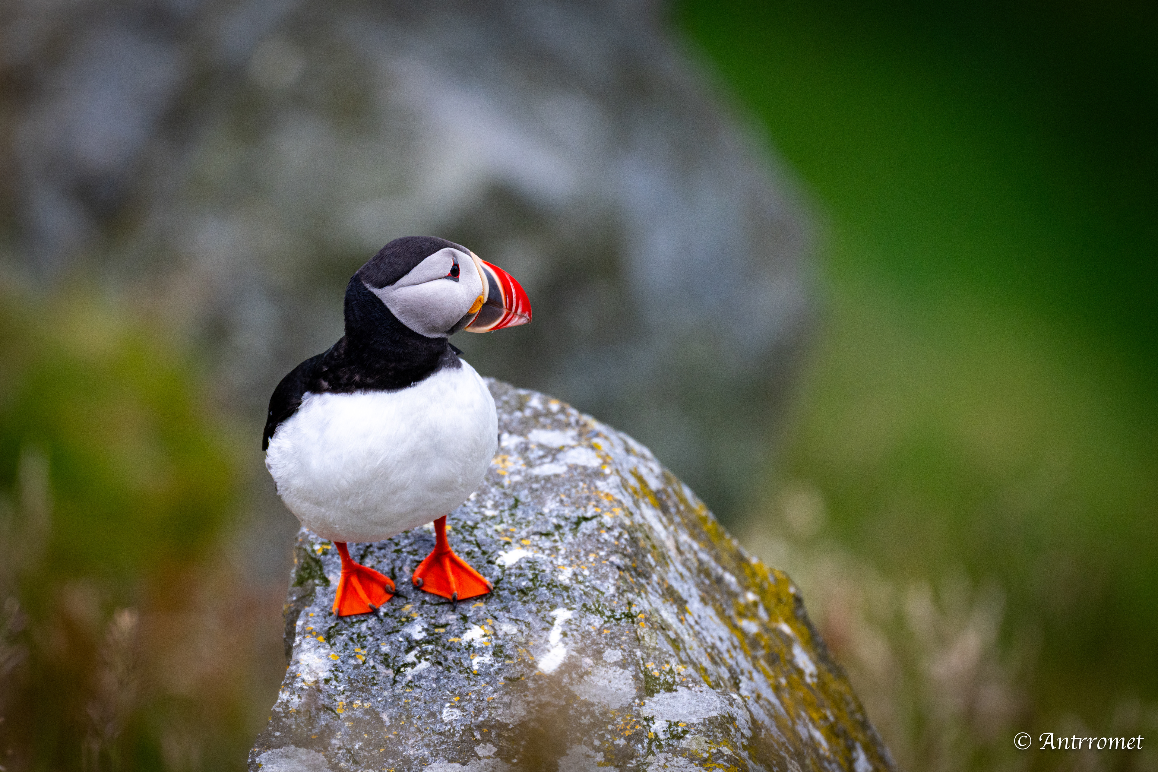 Puffins at Puffin viewing point, Runde