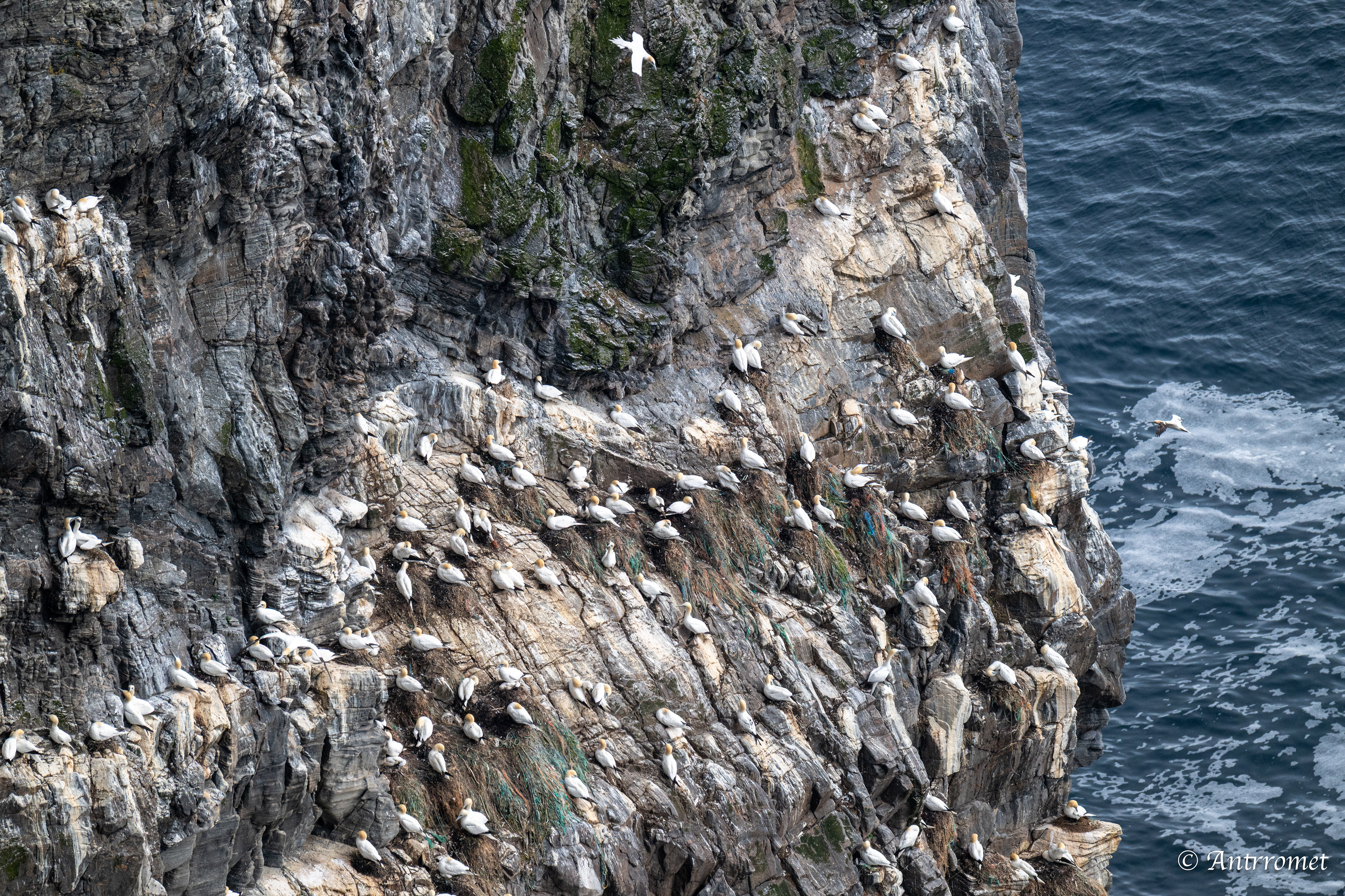 Viewpoint Gannets, Runde