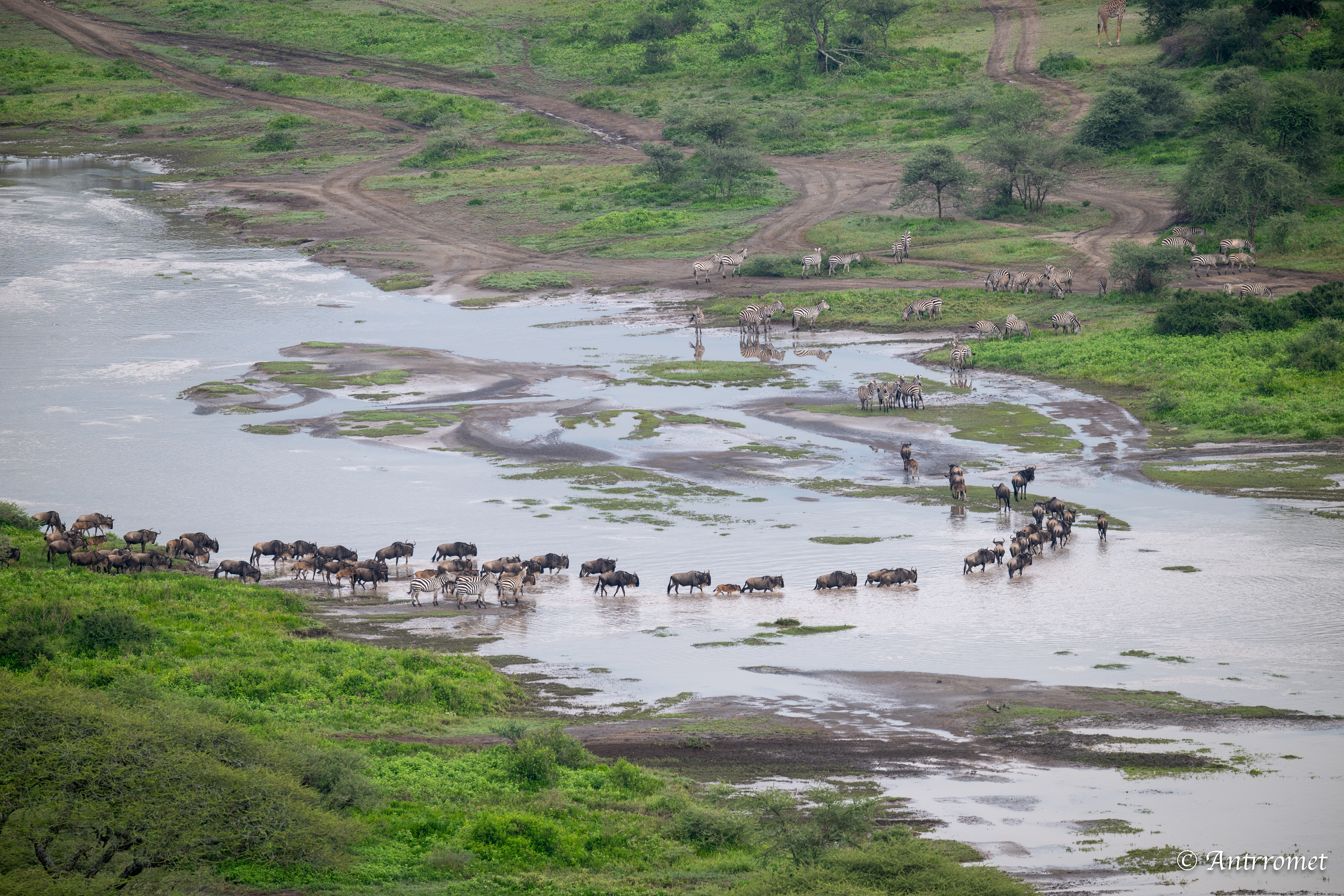 River crossing view from hot air balloon ride over Ndutu region