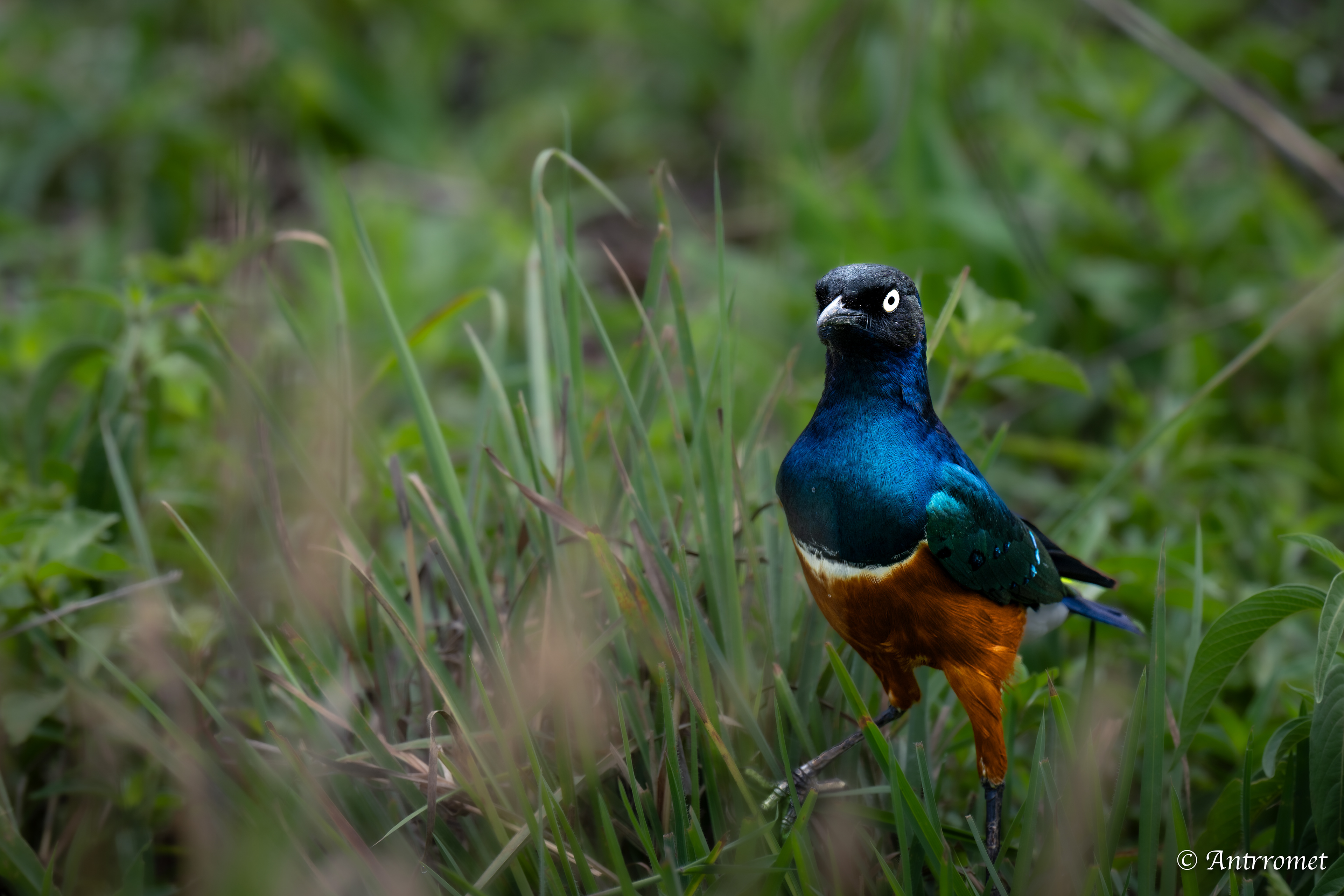 Superb Starling