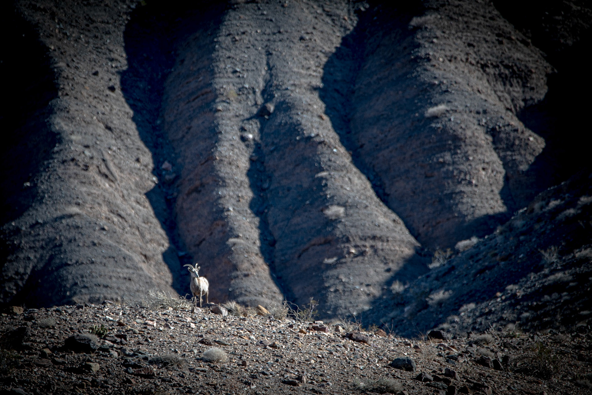 Desert Bighorn sheep