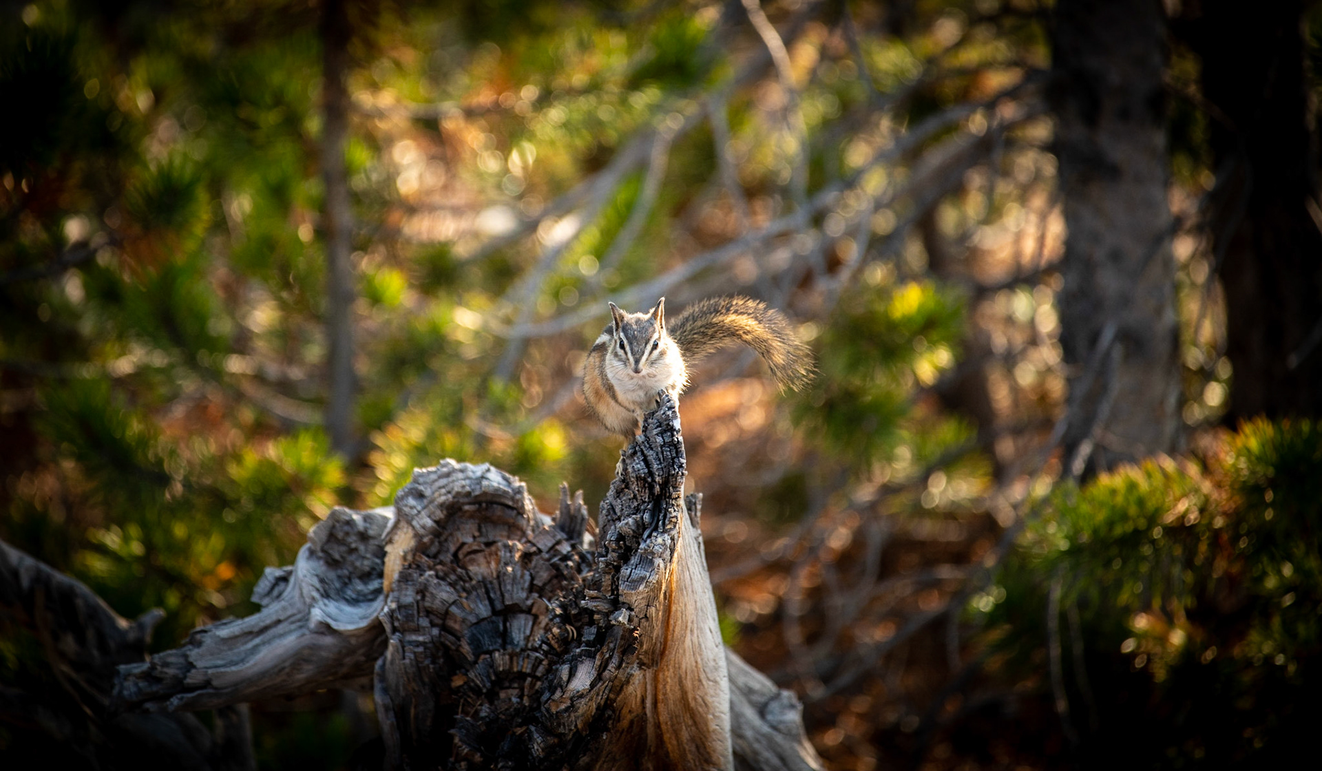 Somewhere in Norris Back Basin