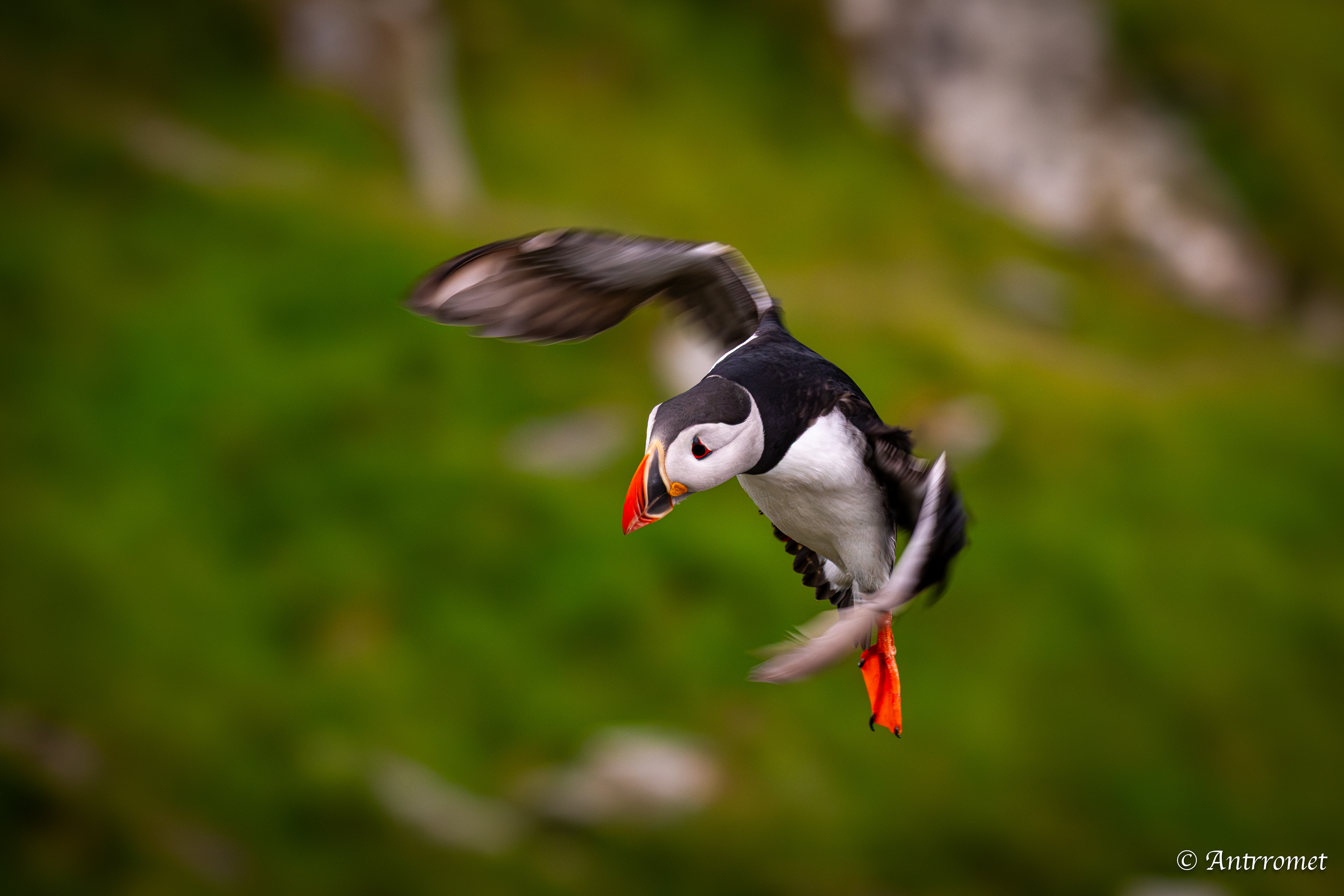 Puffins at Puffin viewing point, Runde