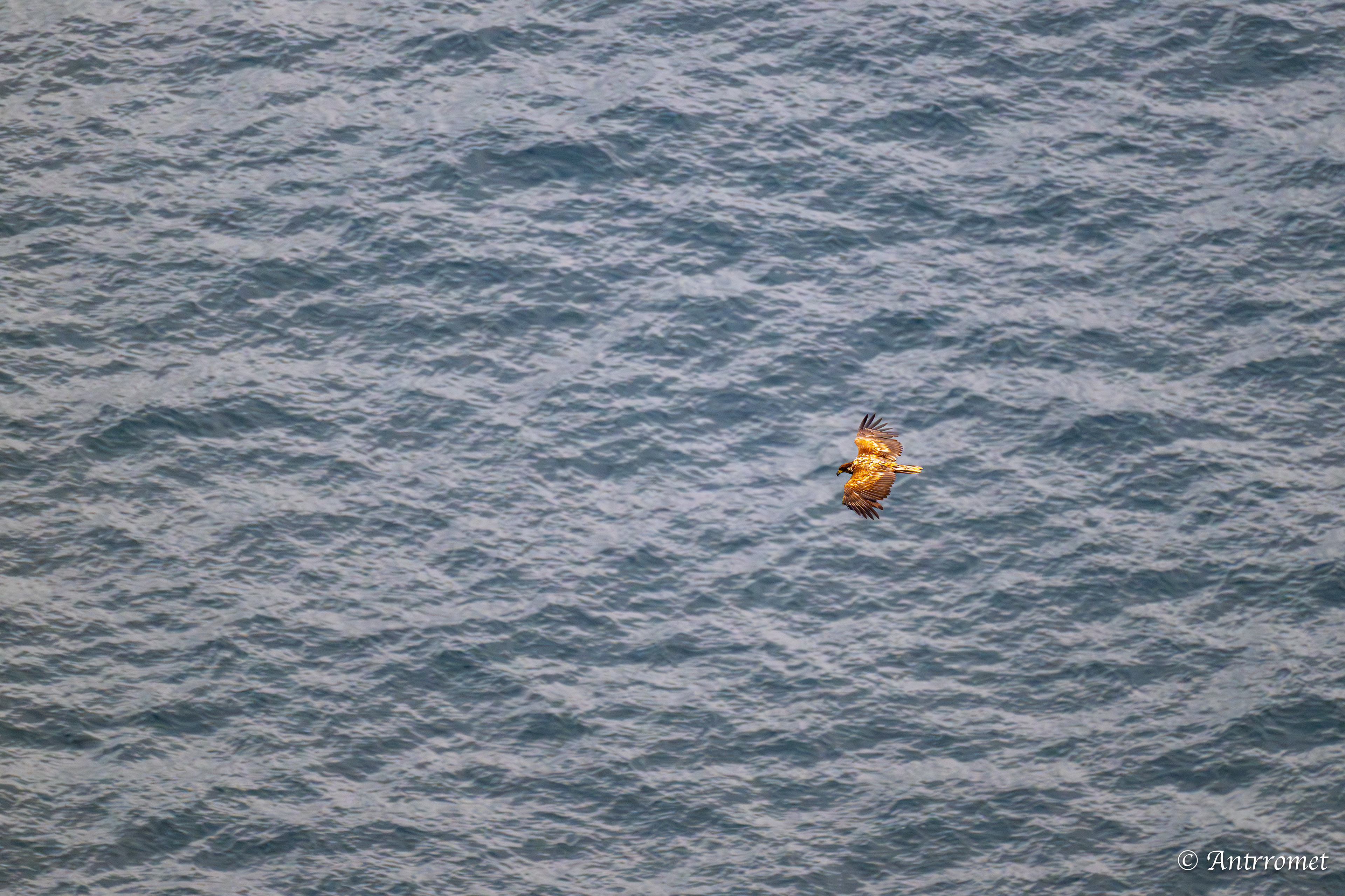 Golden eagle at Puffin viewing point, Runde