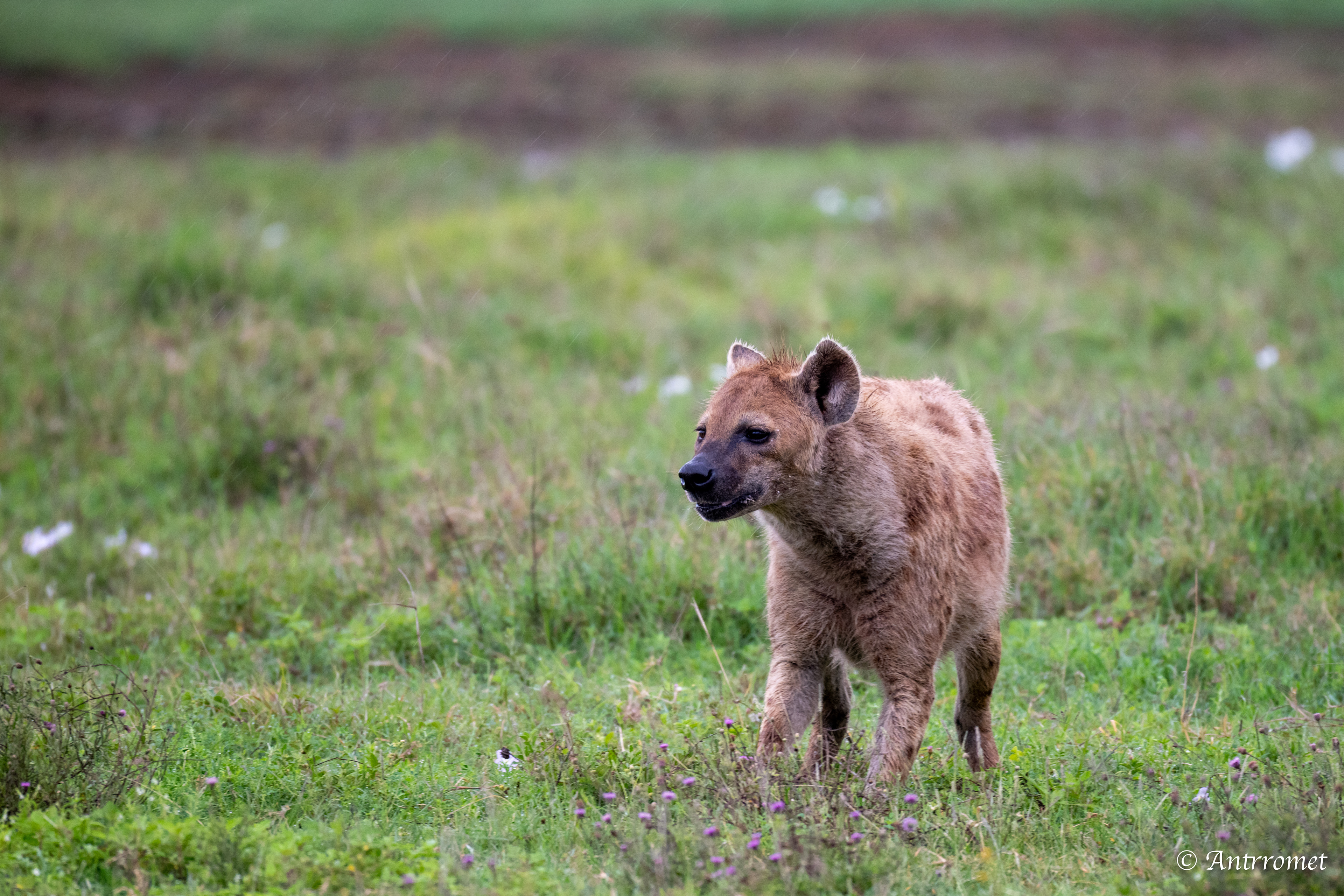 Spotted Hyena