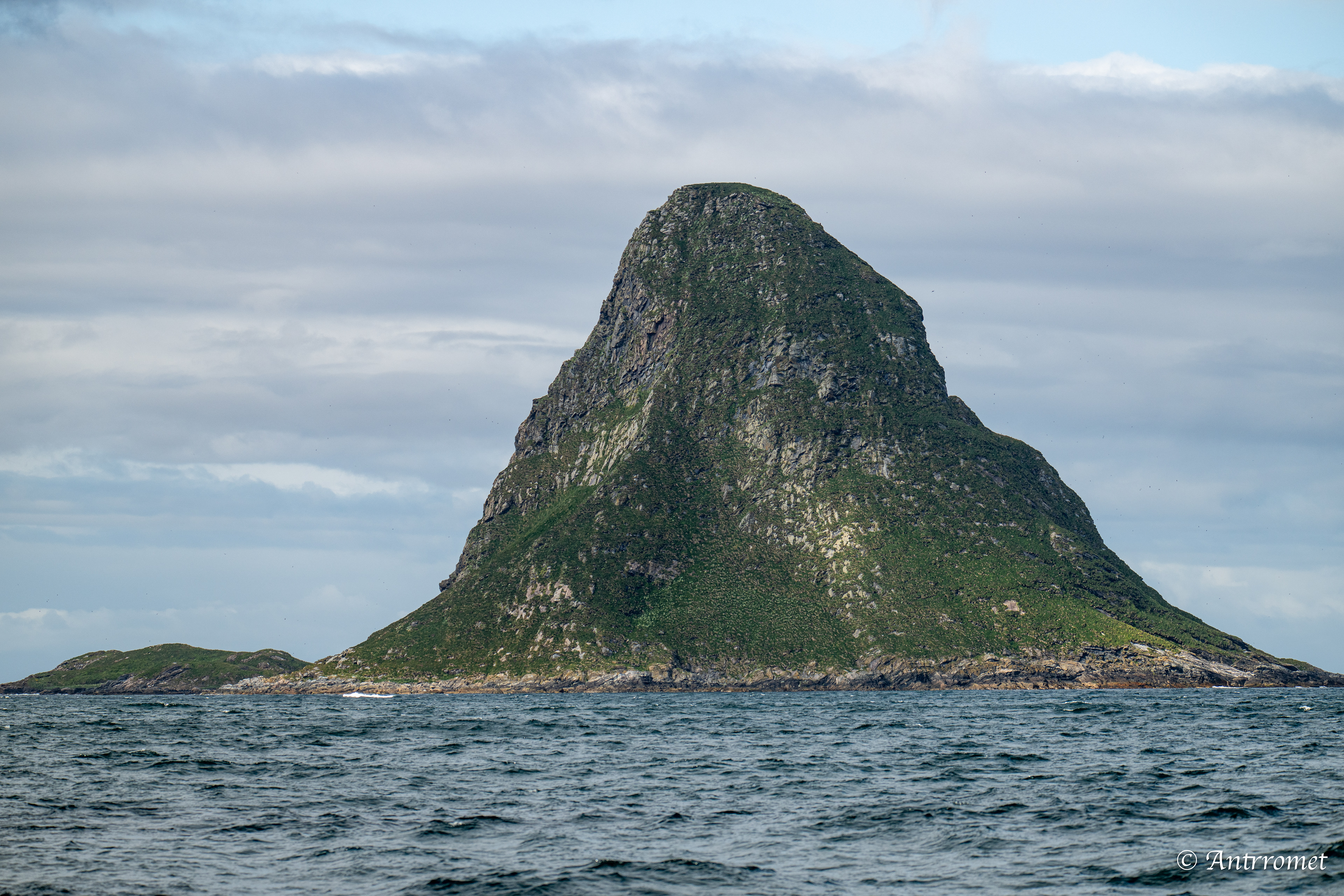 Puffins at Puffin Safari AS, Bleik, Vesteralen