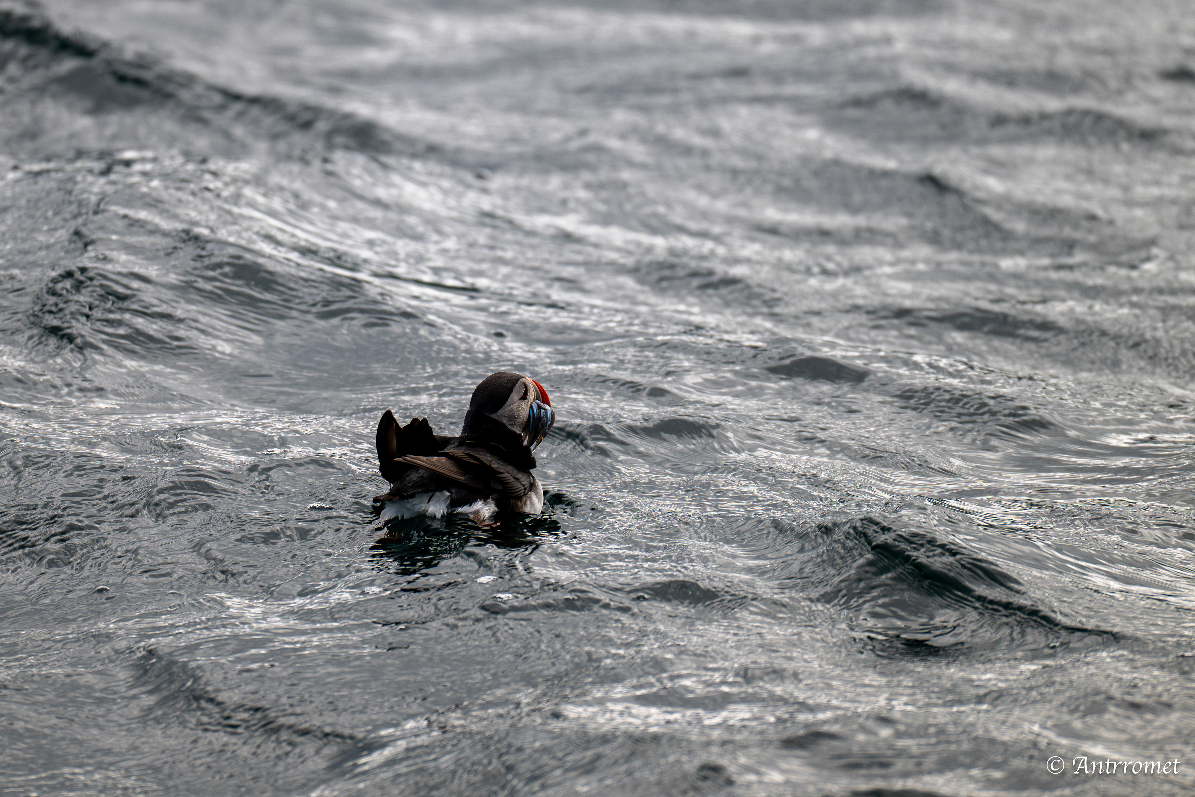 Puffins at Puffin Safari AS, Bleik, Vesteralen