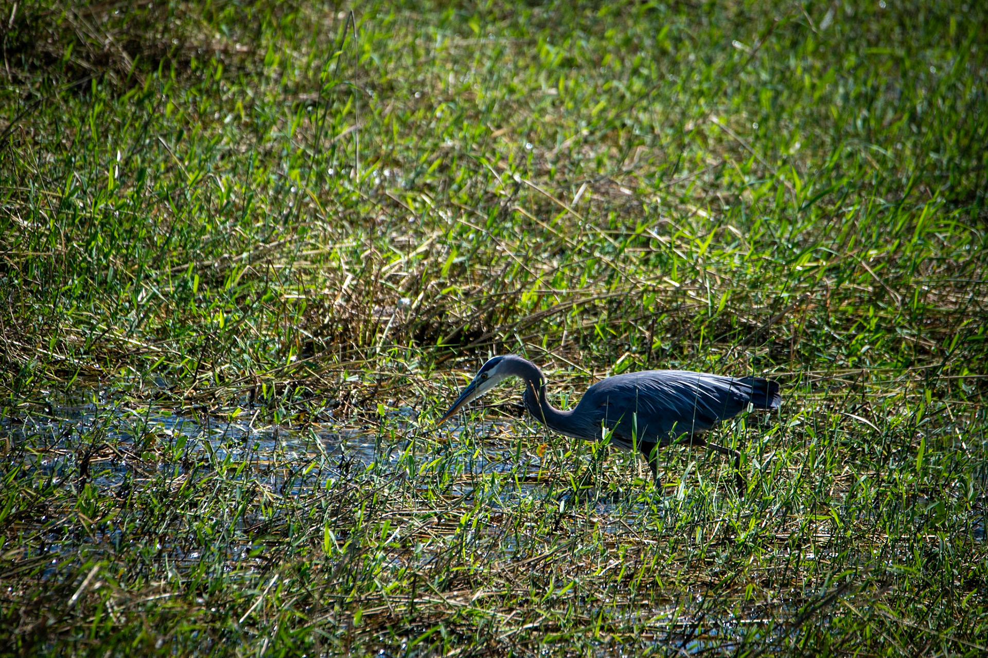 Blue heron at Salmon Arm Wharf