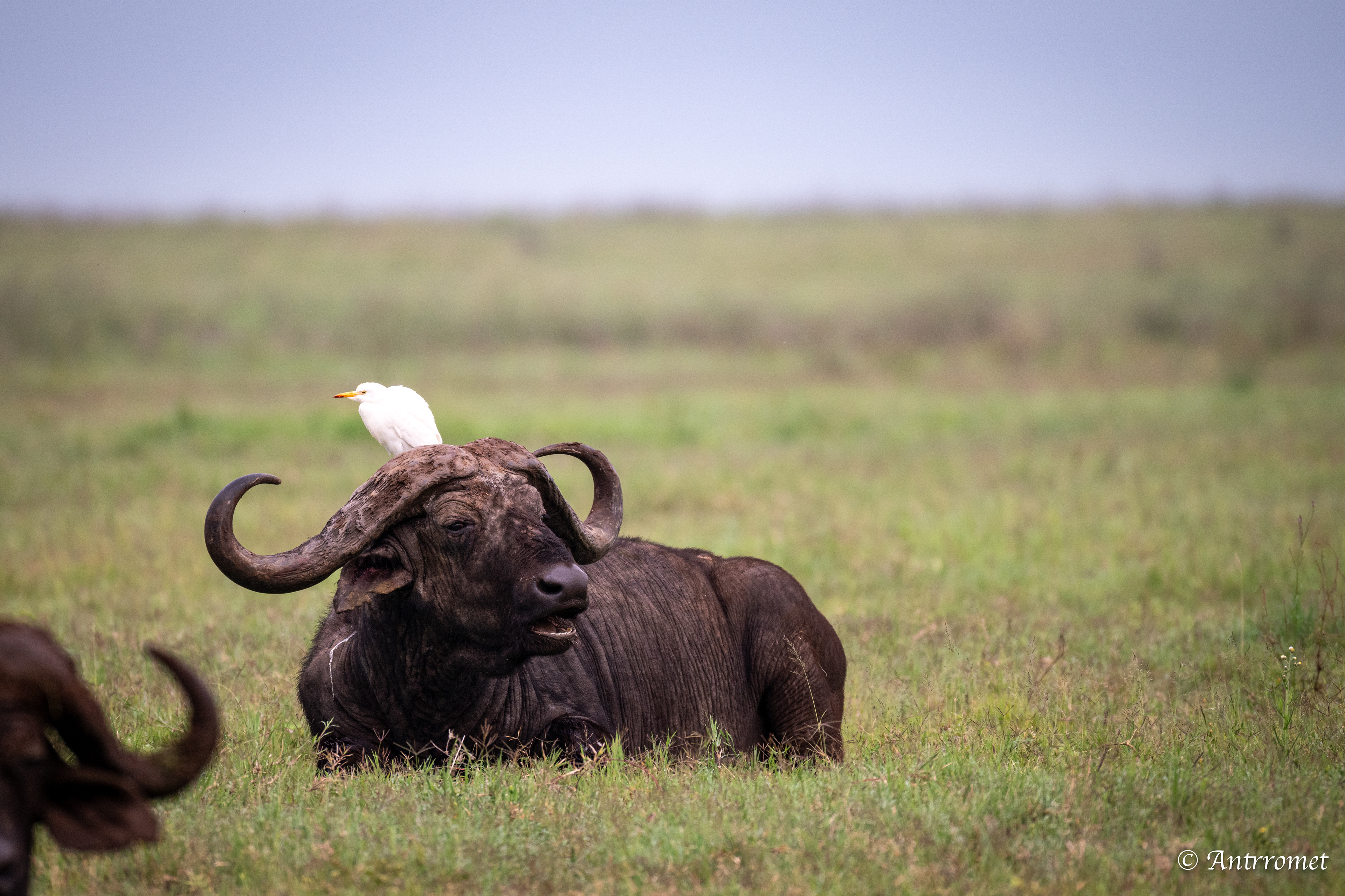 Buffaloes with Egrets perched on them