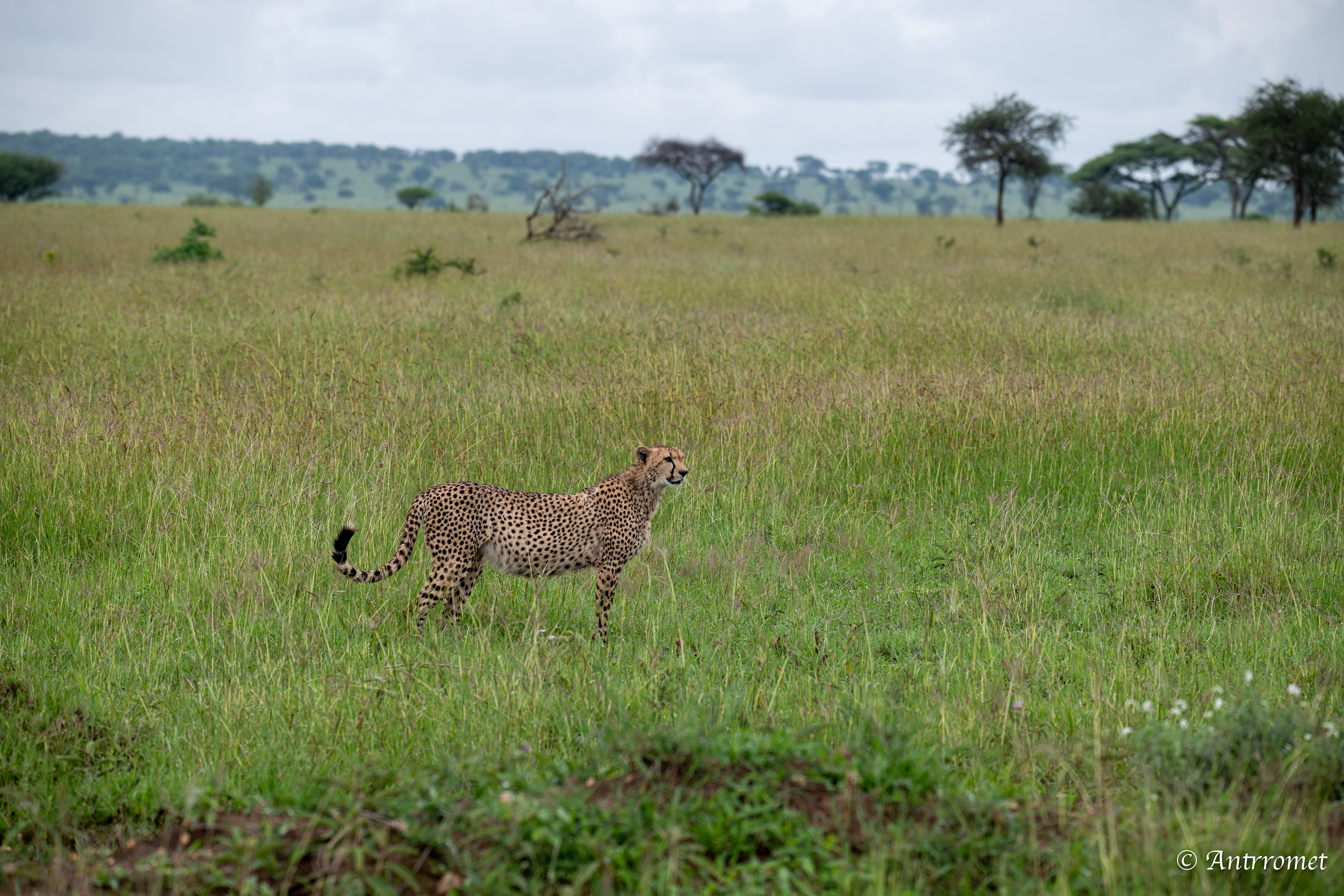Cheetah (potentially pregnant)
