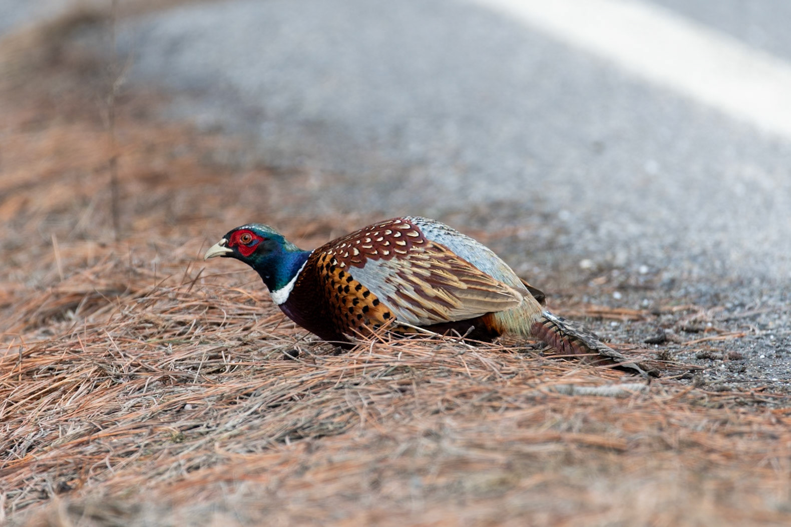 Ring-necked Pheasant