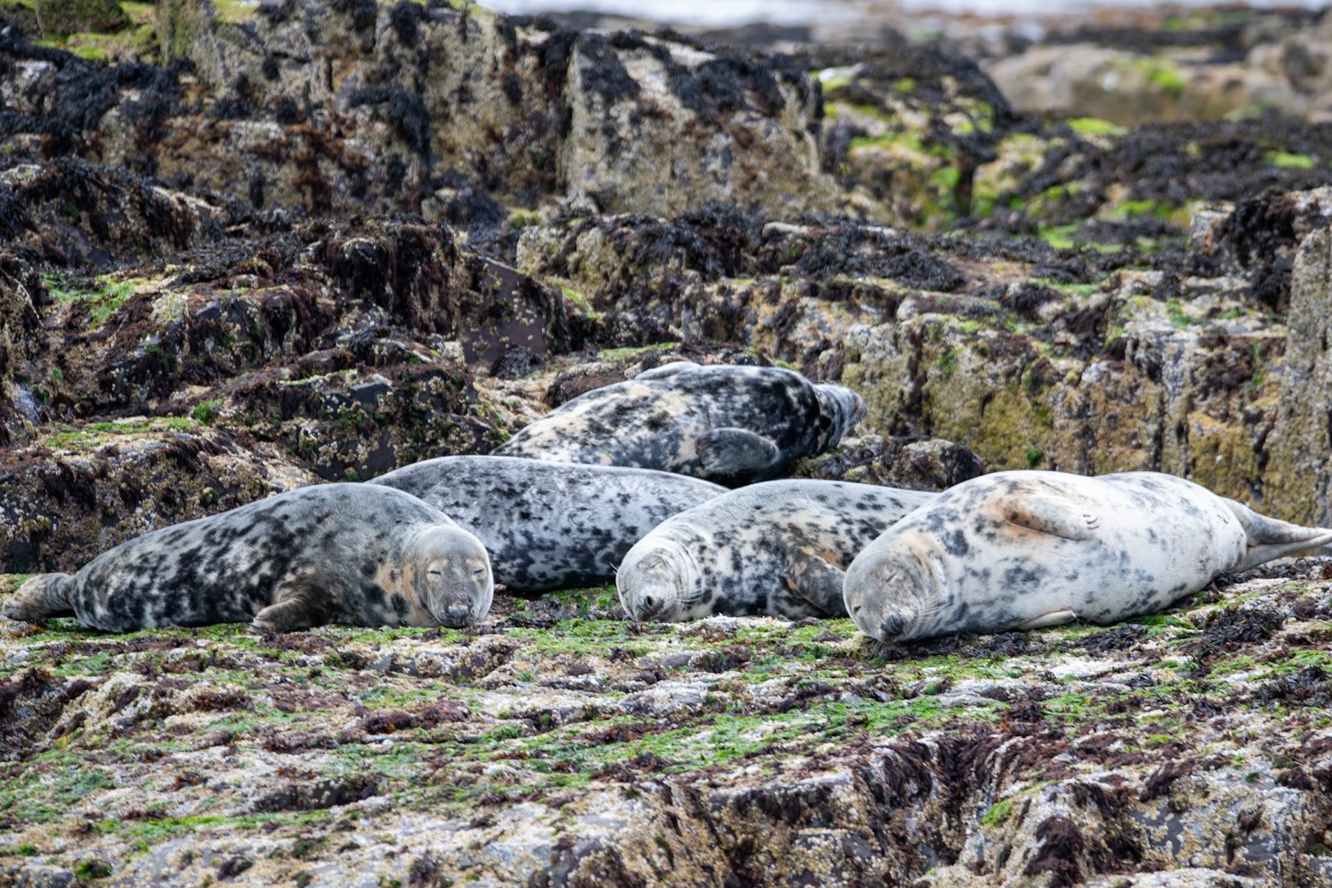 Atlantic grey seals, Farne Islands