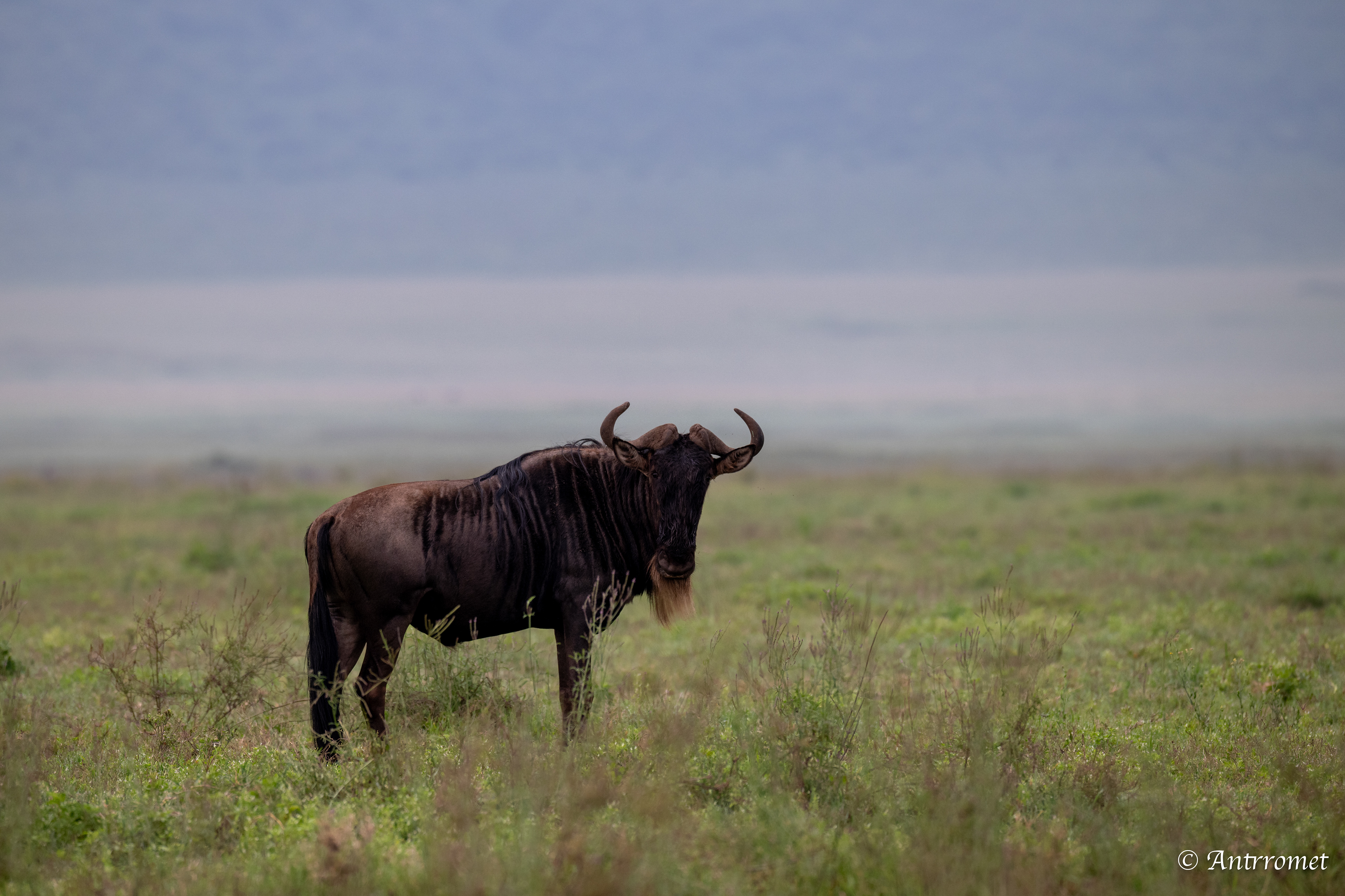 Wildebeest