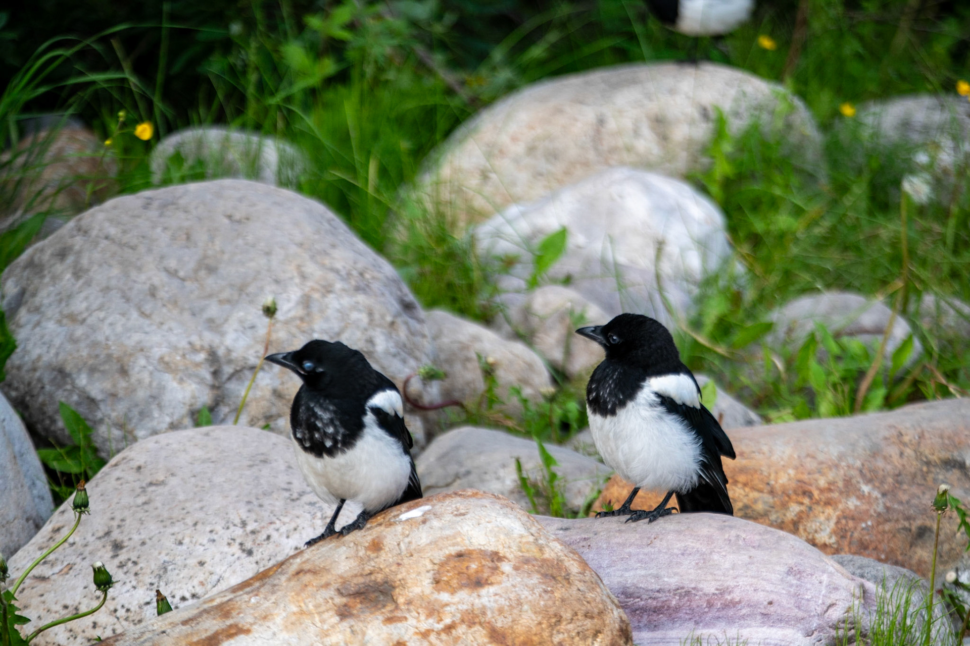 Billed Magpie at Lake Louise