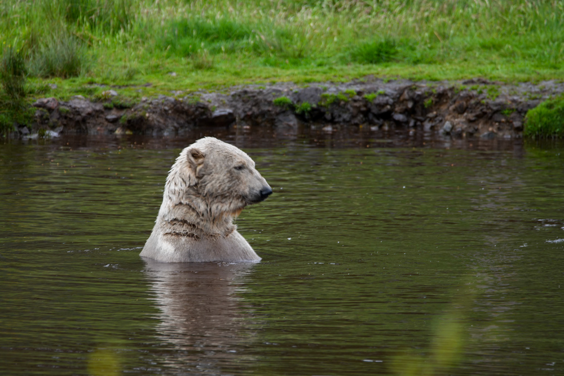 Polar bear, Highland Wildlife Park