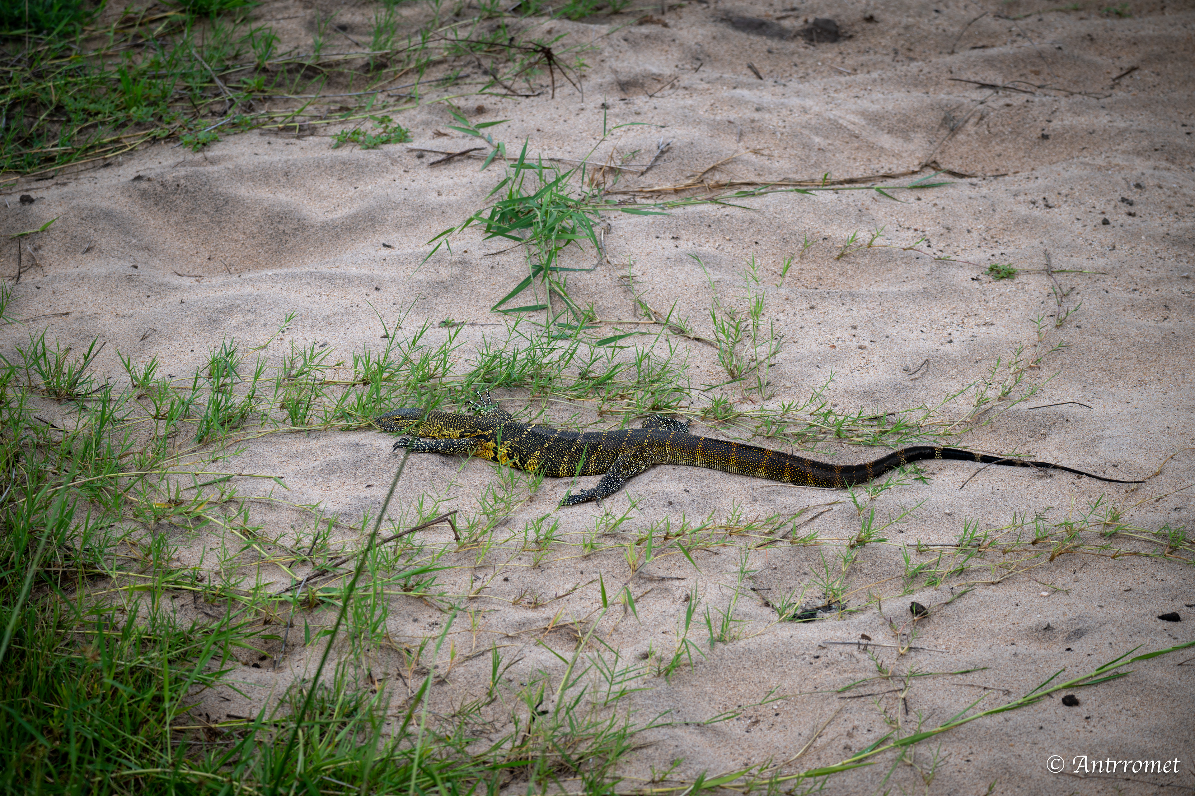 Monitor Lizard