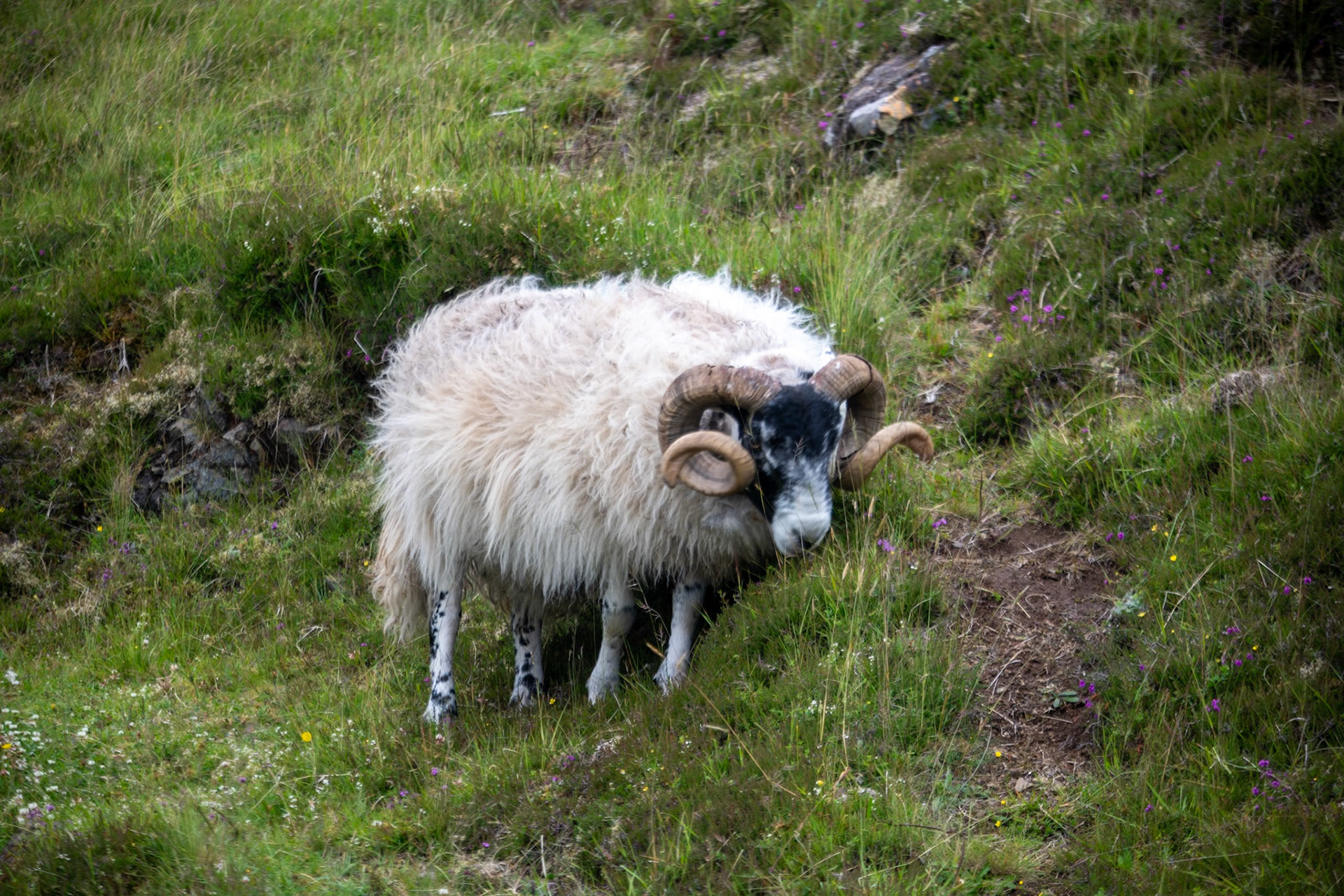 Blackface ram near Loch Leathan Dam
