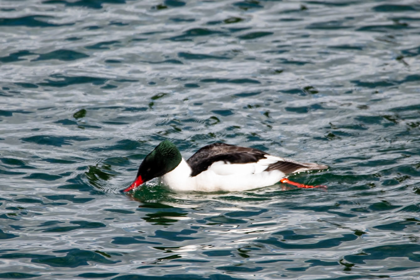 Common merganser