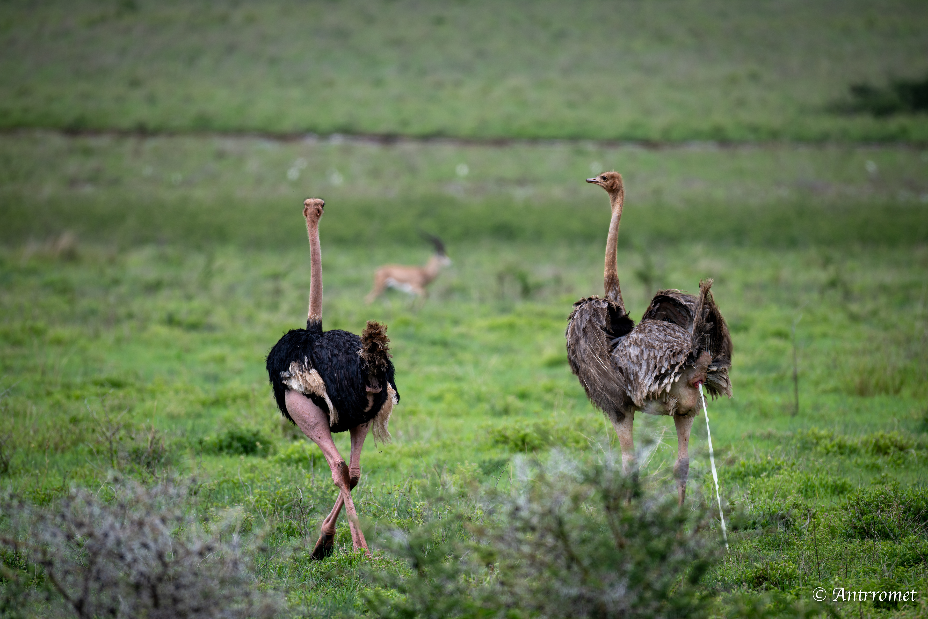Ostriches