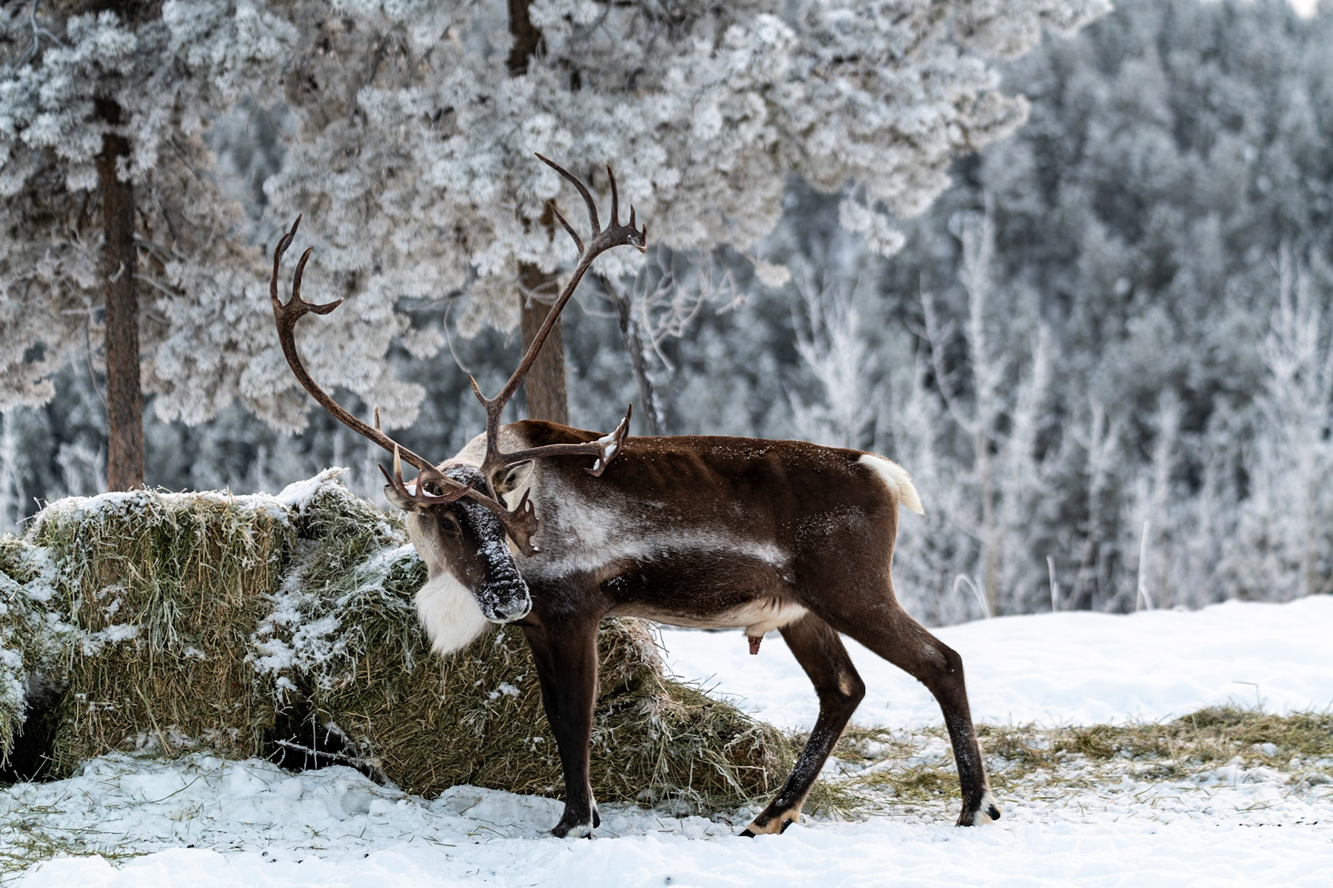 Caribou at Yukon Wildlife Preserve